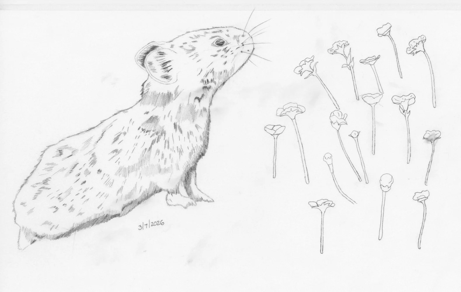 Pencil sketch of a pika.