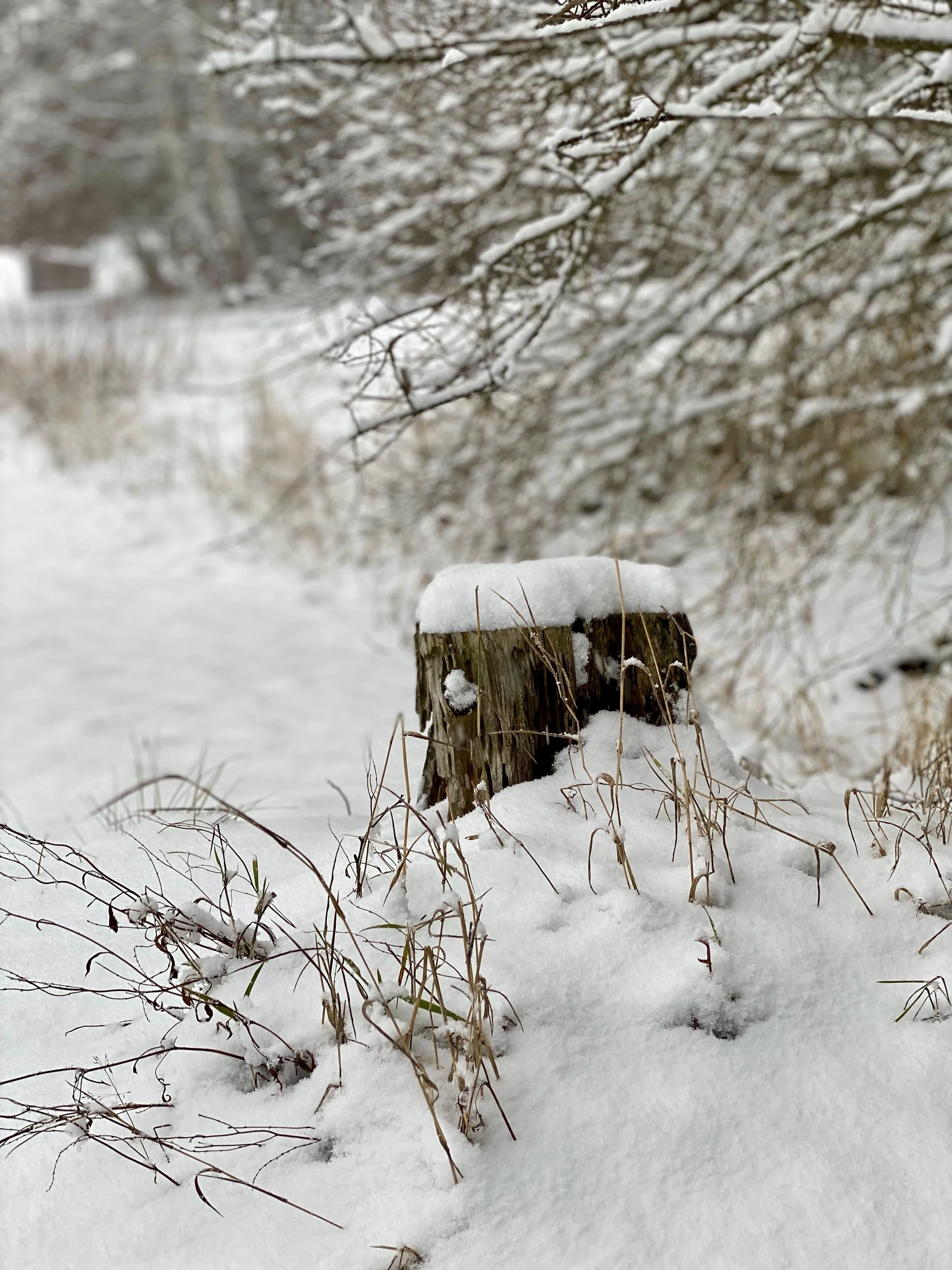 Schnee im Garten des Ferienhaus Haus Grossmoos im Hochschwarzwald