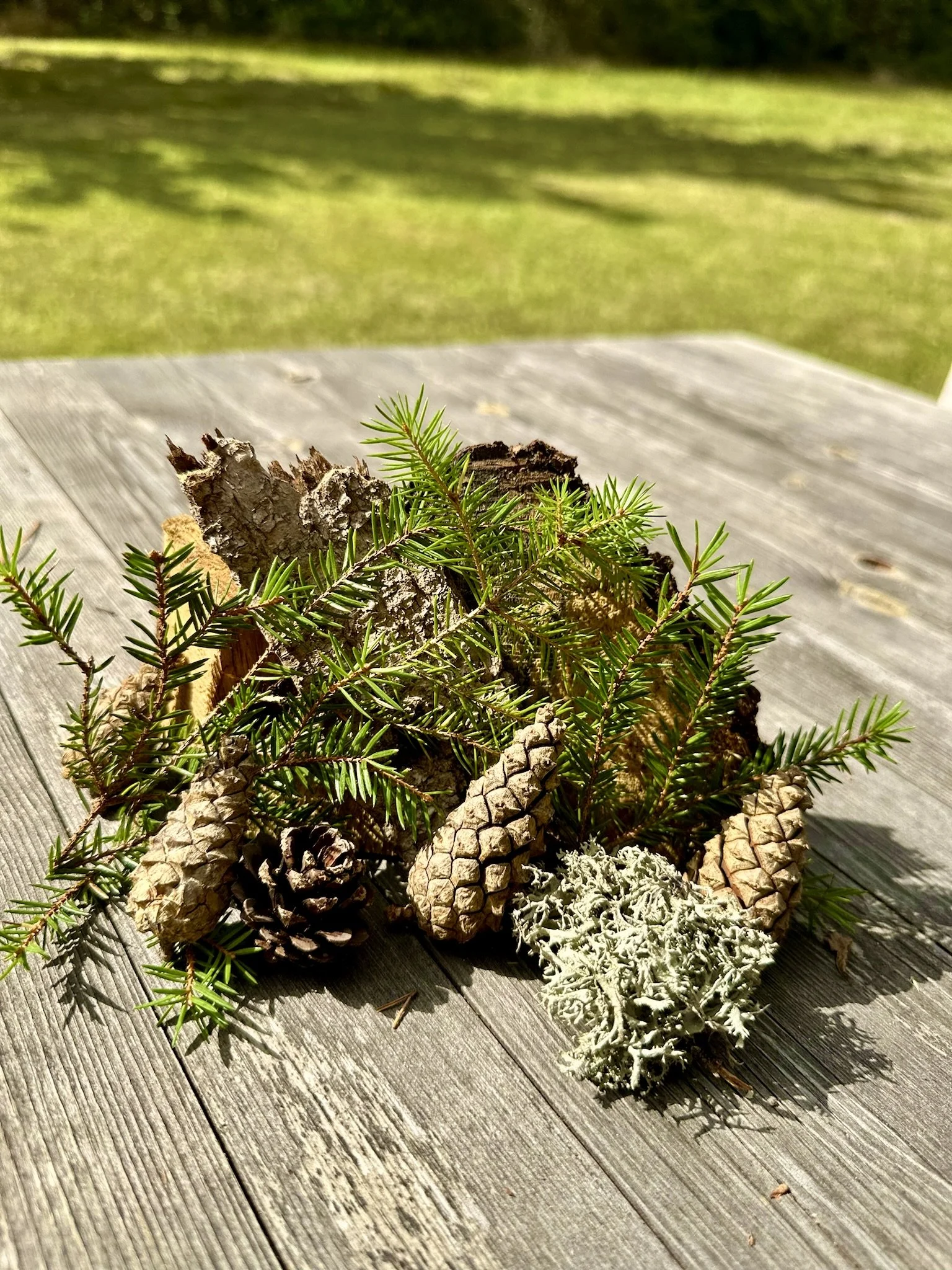 Tannenzapfenbild beim Ferienhaus Haus Grossmoos im Hochschwarzwald
