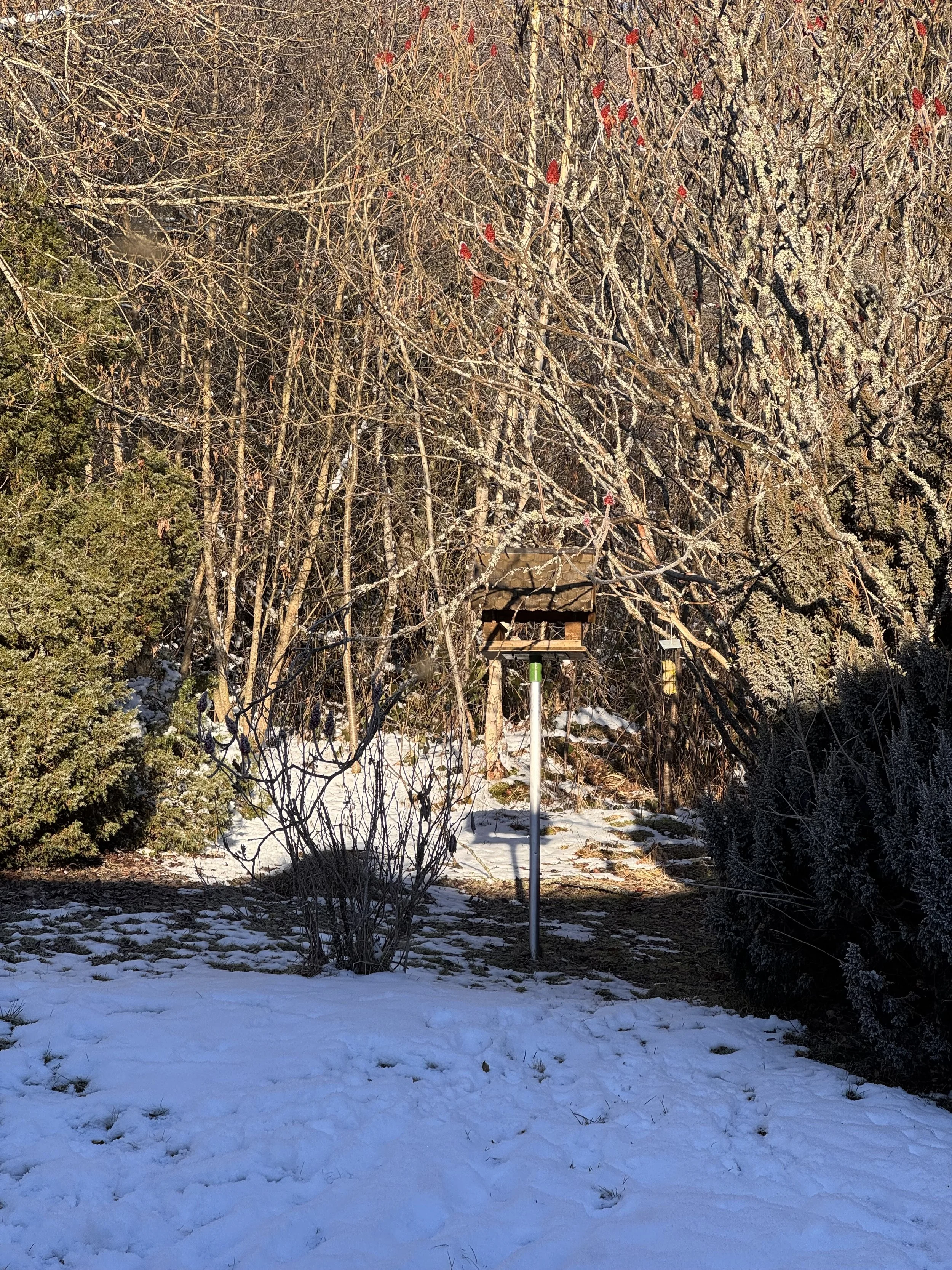 Blick auf das Vogelhaus des Ferienhaus Haus Grossmoos im Hochschwarzwald