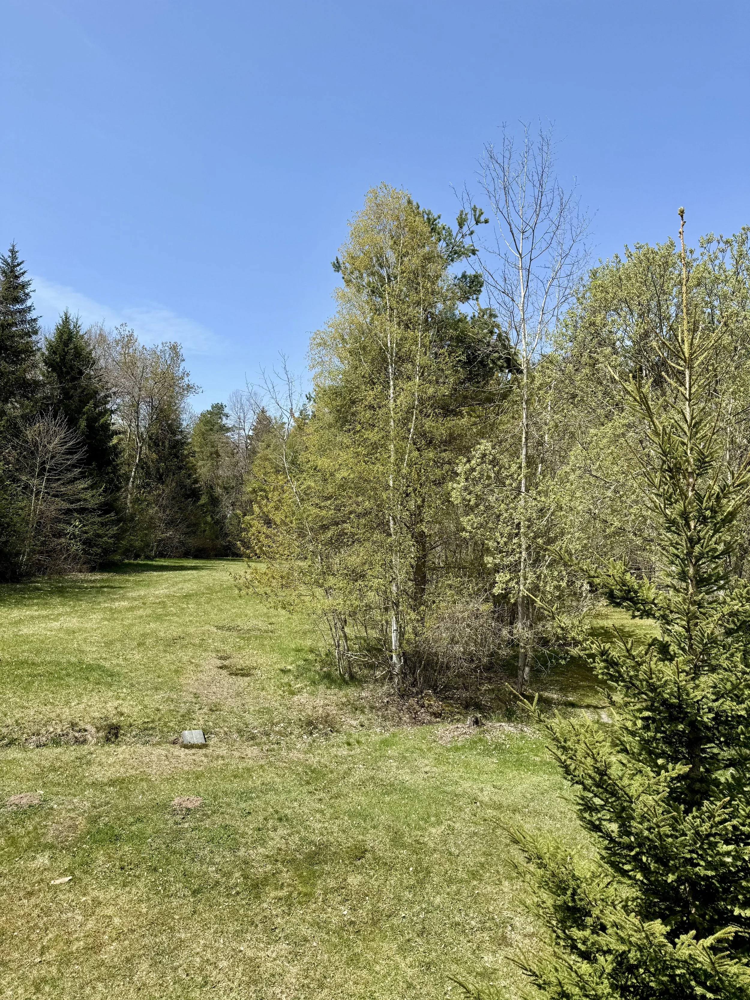 Wiese hinter dem Haus des Ferienhaus Haus Grossmoos im Hochschwarzwald