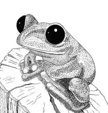 Frog.jpg