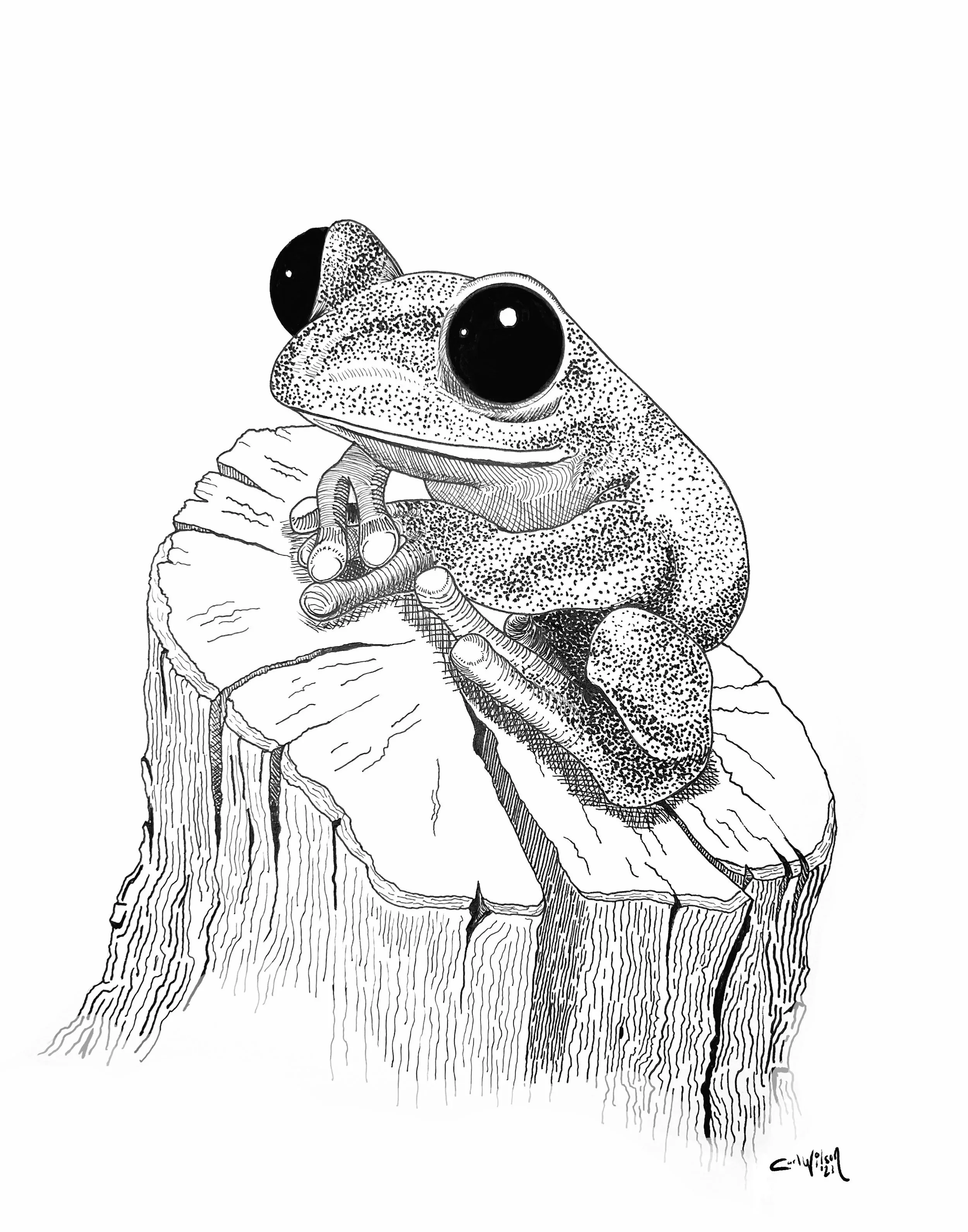 Frog11x14.jpg