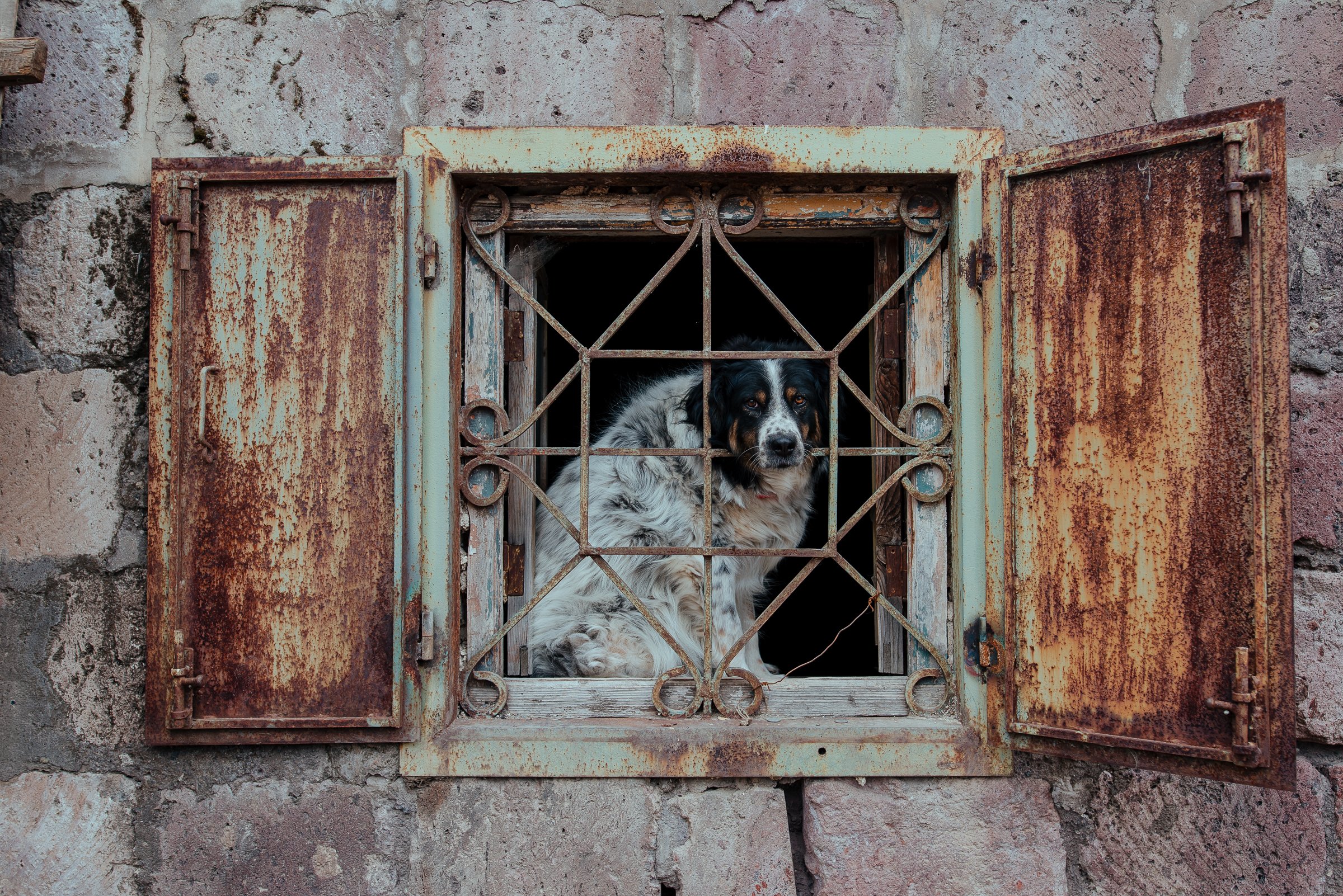 22-07-26_Armine_Home Animal Shelter_Vanadzor, Armenia-2.jpg