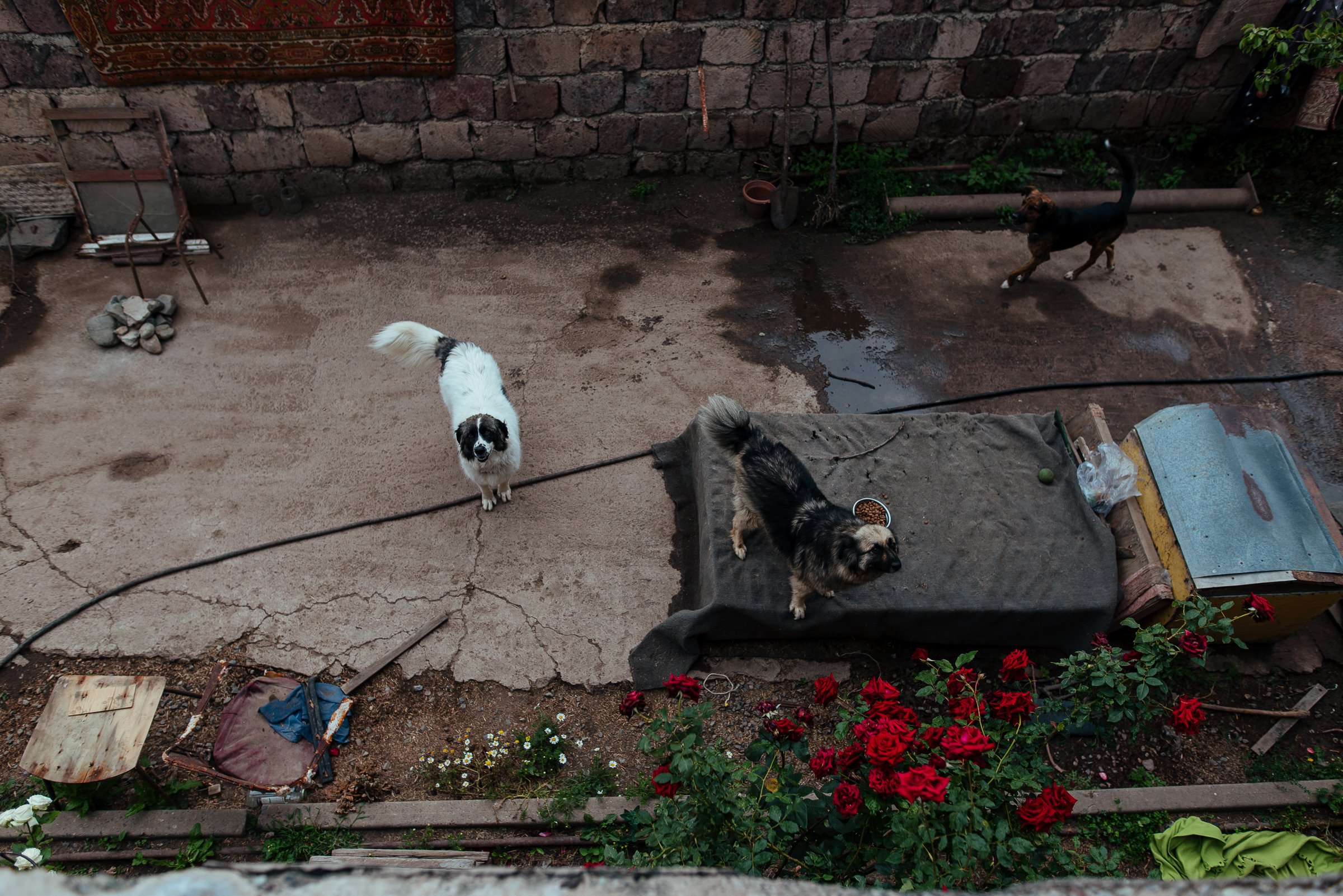 22-07-26_Armine_Home Animal Shelter_Vanadzor, Armenia-9.jpg