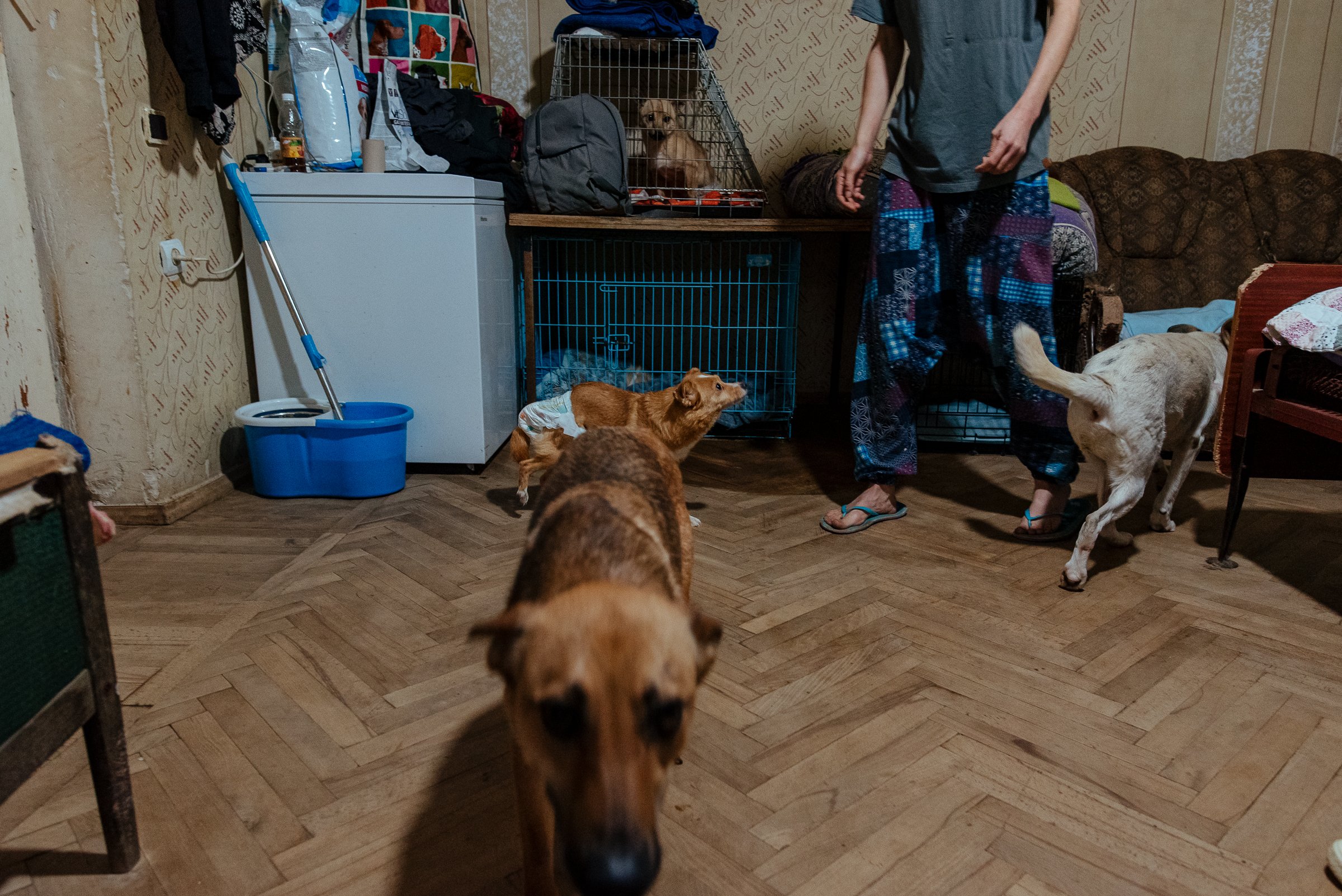 22-07-26_Armine_Home Animal Shelter_Vanadzor, Armenia-12.jpg