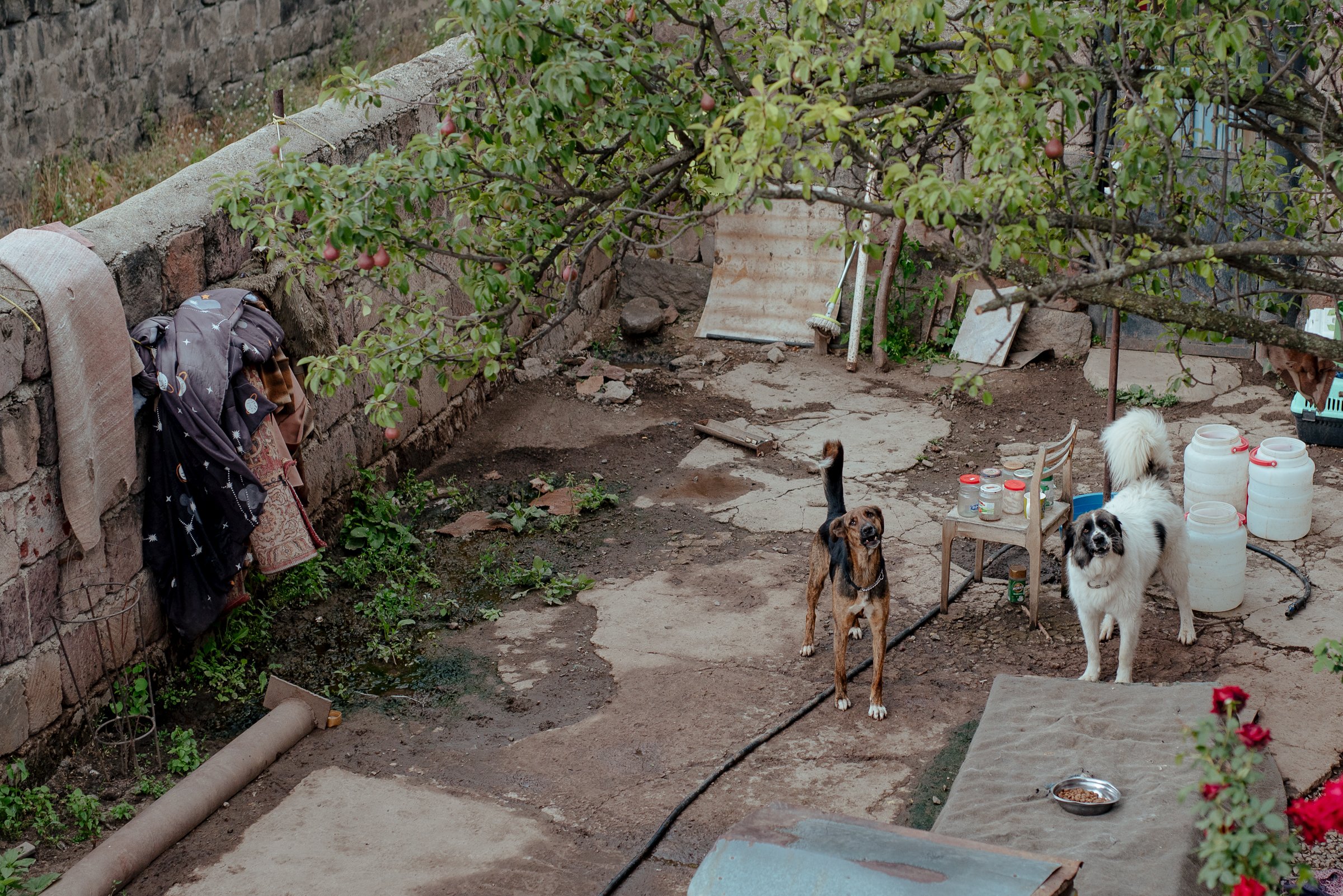 22-07-26_Armine_Home Animal Shelter_Vanadzor, Armenia-33.jpg