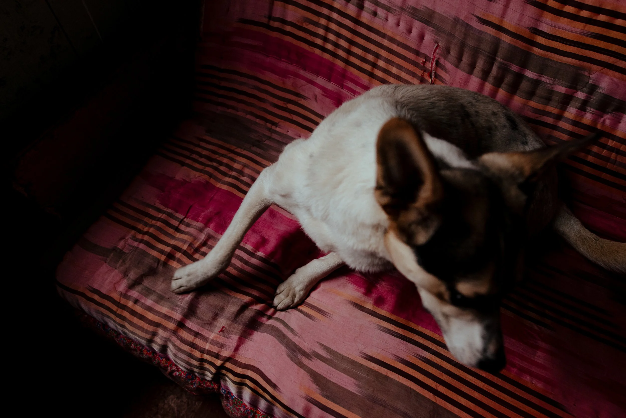 22-07-26_Pina_Animal Rescue_Vanadzor, Armenia-4.jpg