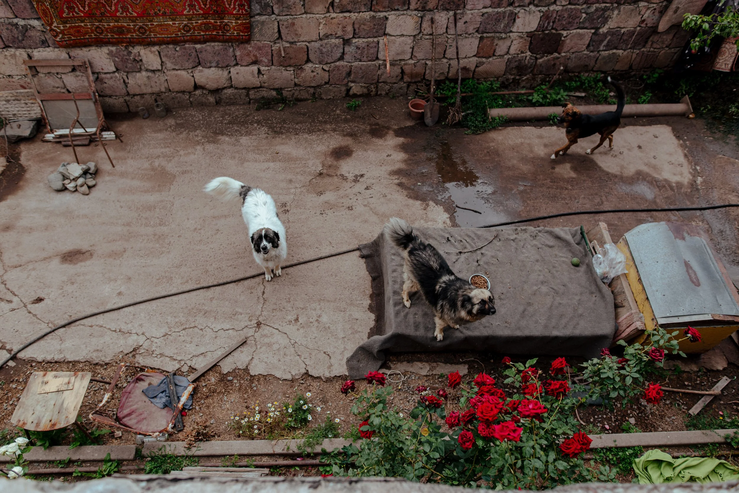 22-07-26_Pina_Animal Rescue_Vanadzor, Armenia-3.jpg