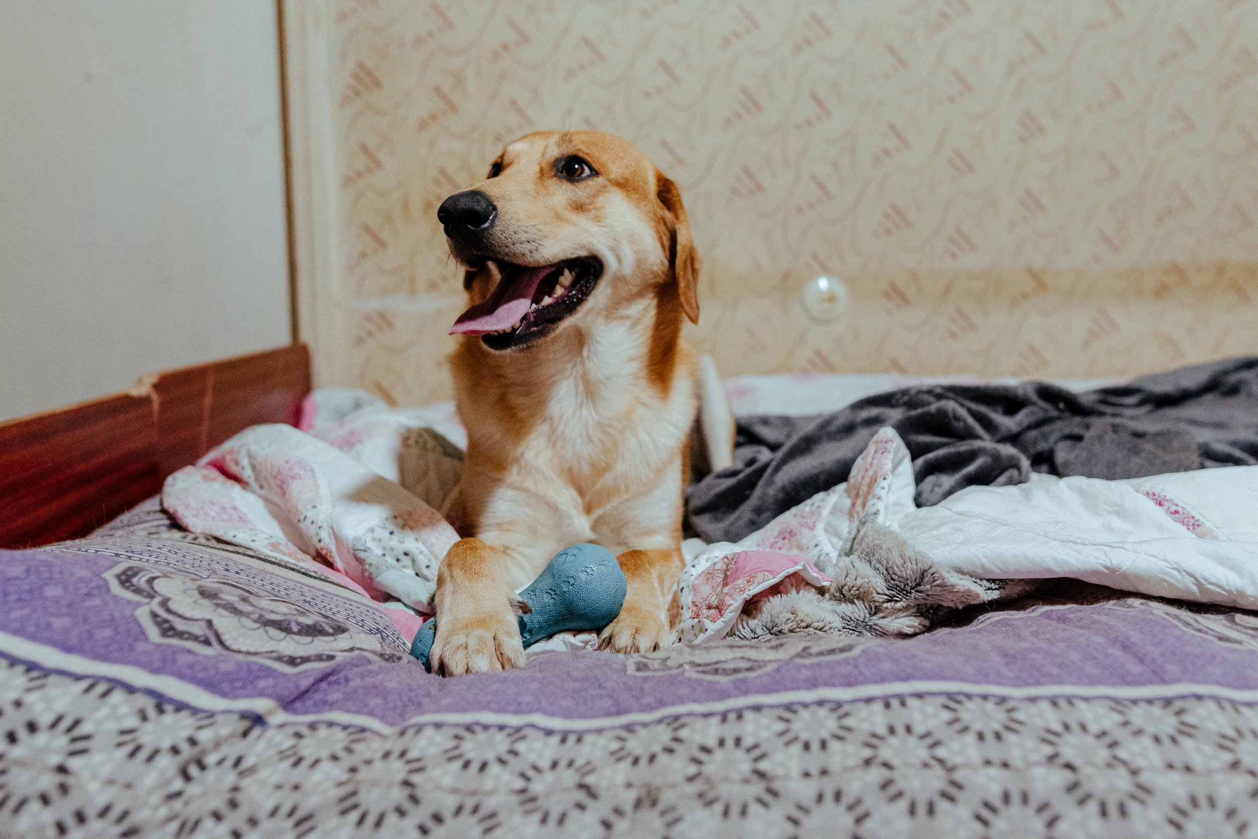 22-07-26_Pina_Animal Rescue_Vanadzor, Armenia-11.jpg