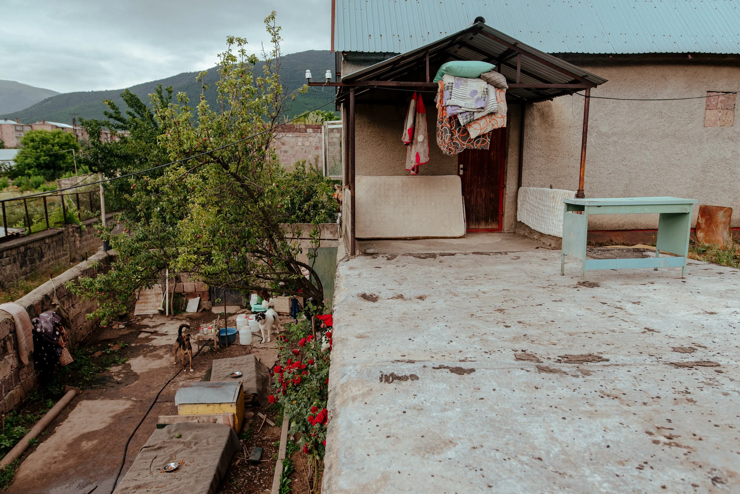 22-07-26_Pina_Animal Rescue_Vanadzor, Armenia-14.jpg