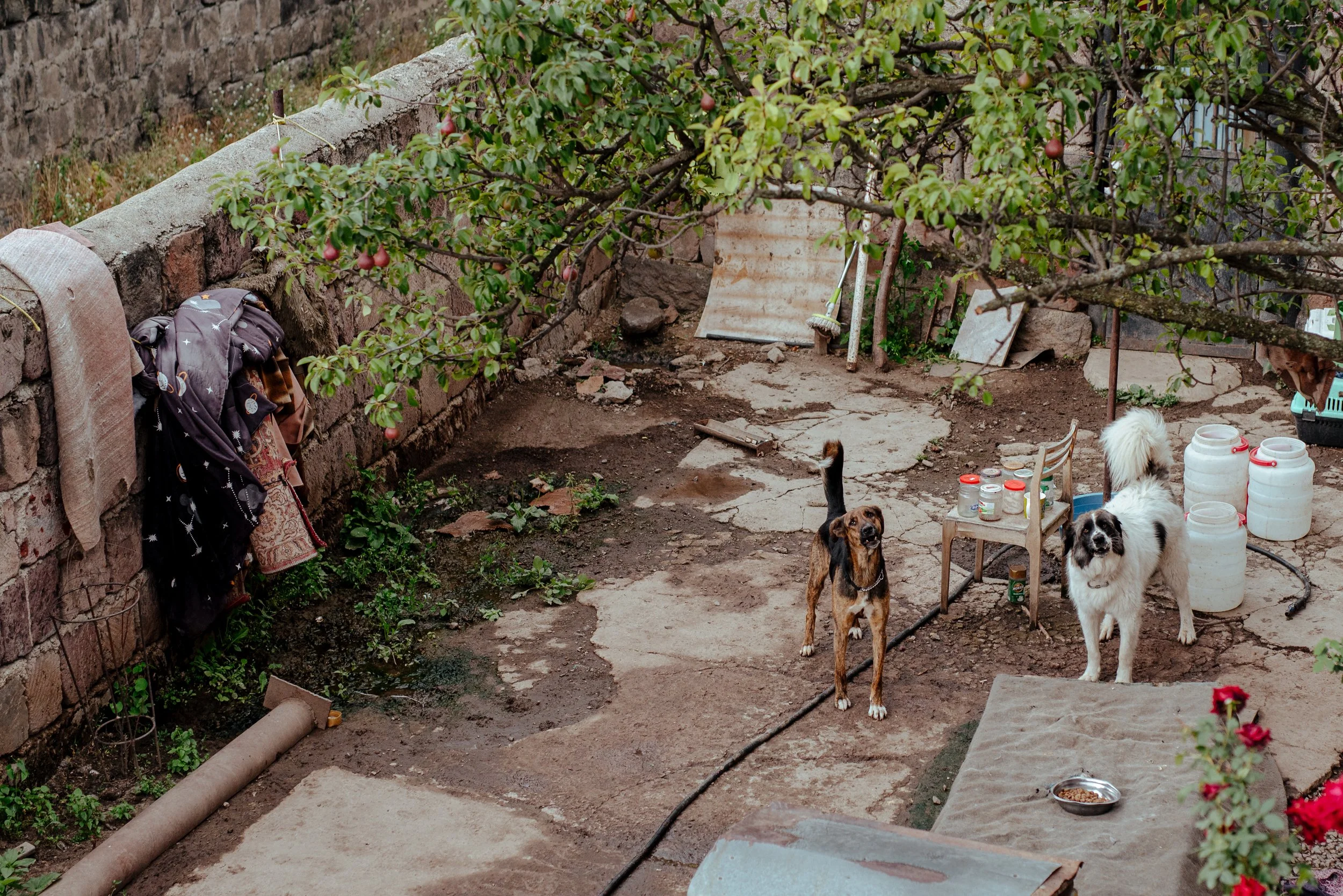 22-07-26_Pina_Animal Rescue_Vanadzor, Armenia-15.jpg