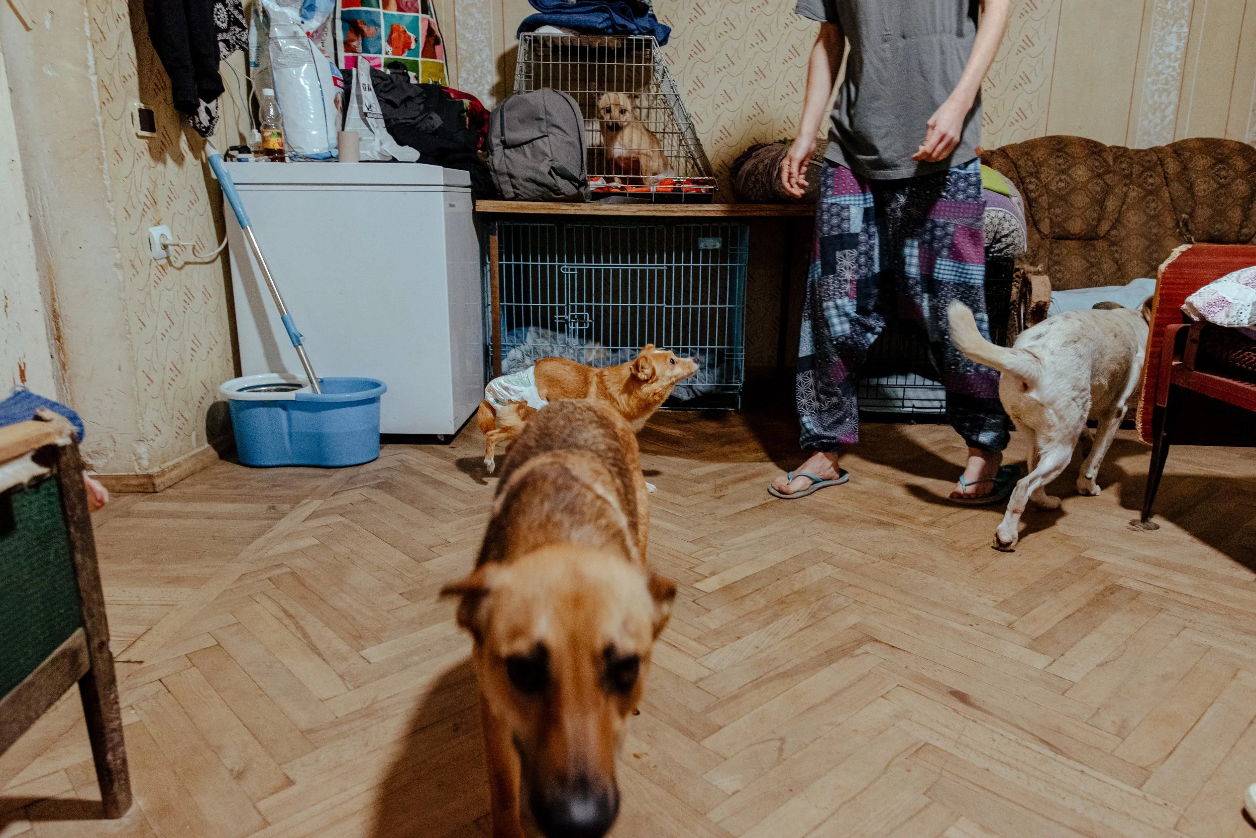 22-07-26_Pina_Animal Rescue_Vanadzor, Armenia-6.jpg