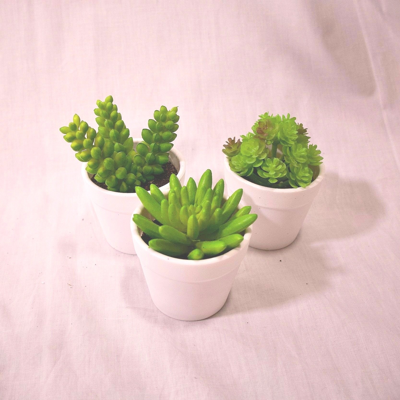 Set of 3 Small Succulents