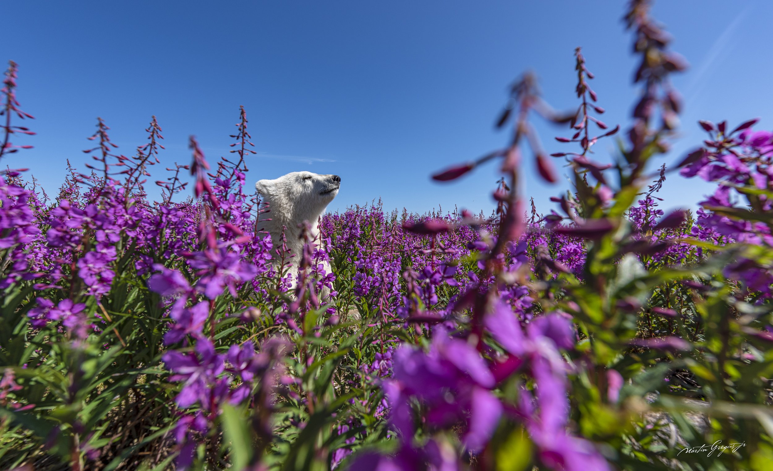 Fireweed 12 MG8_2482-Edit.jpg