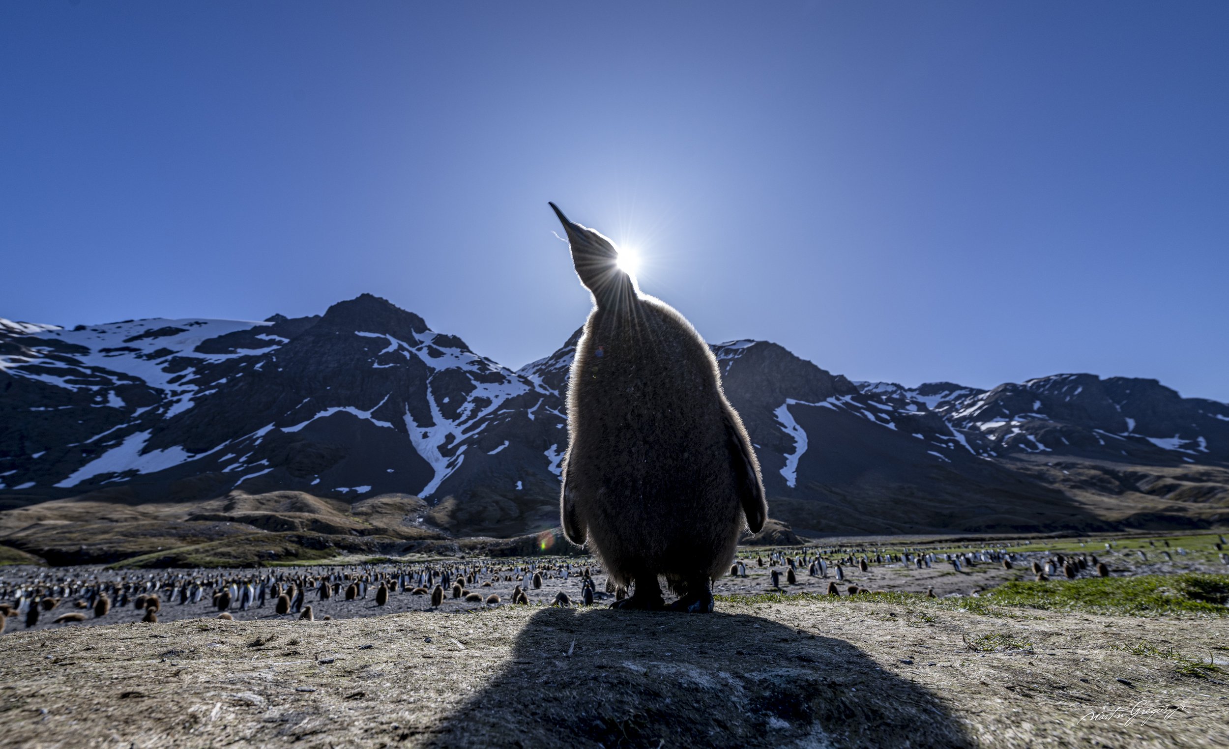 Antarctica Penguin 3 MZ9_0303-Edit.jpg