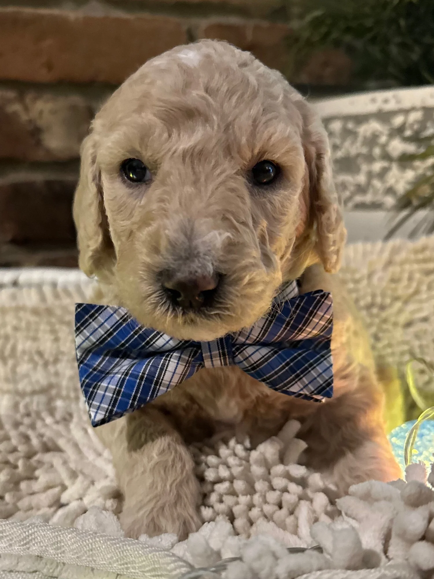 Male Standard Poodle blue Arkansas Goldendoodles