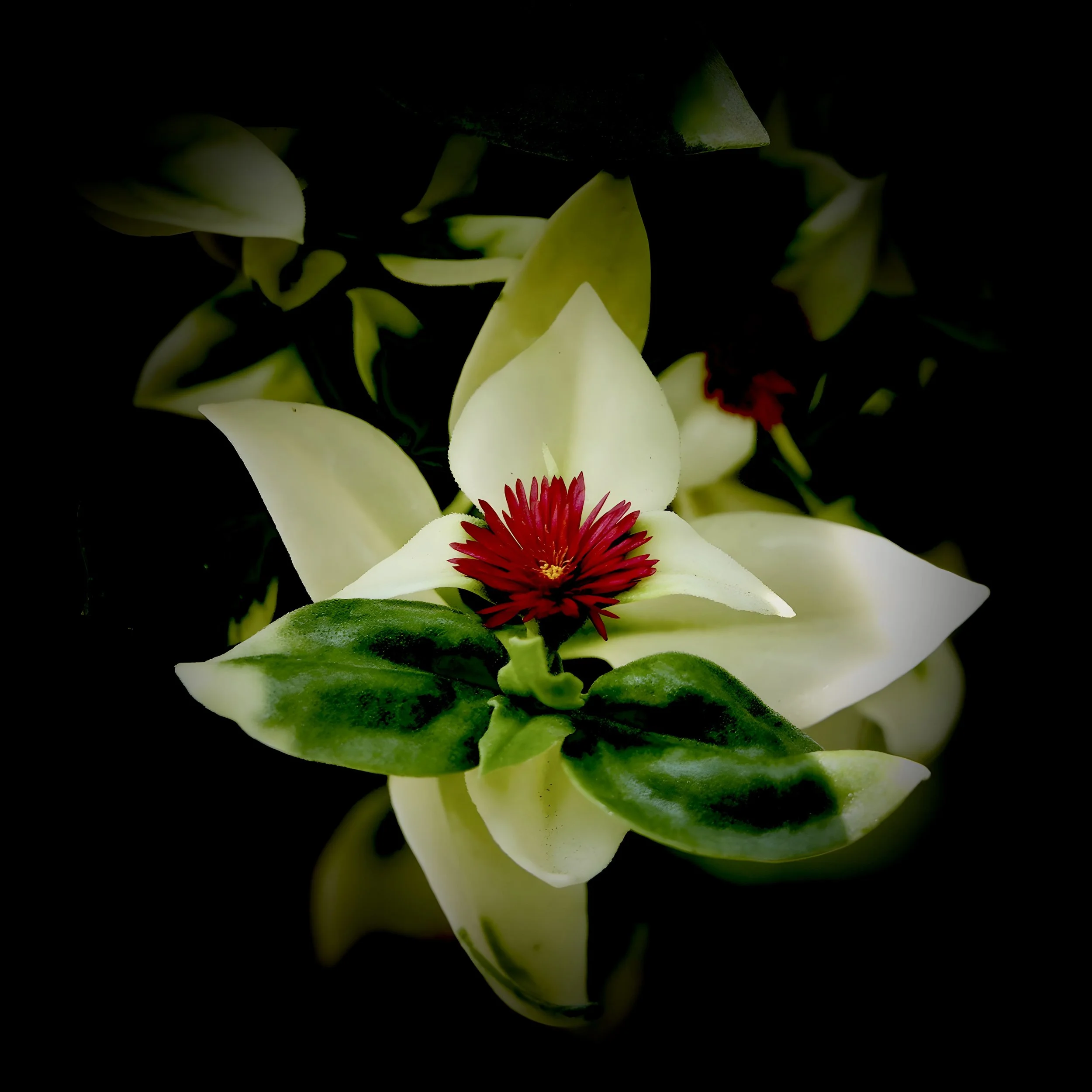 Whispers of the Crimson Heart
Paul Gruhn   [ Website ] 