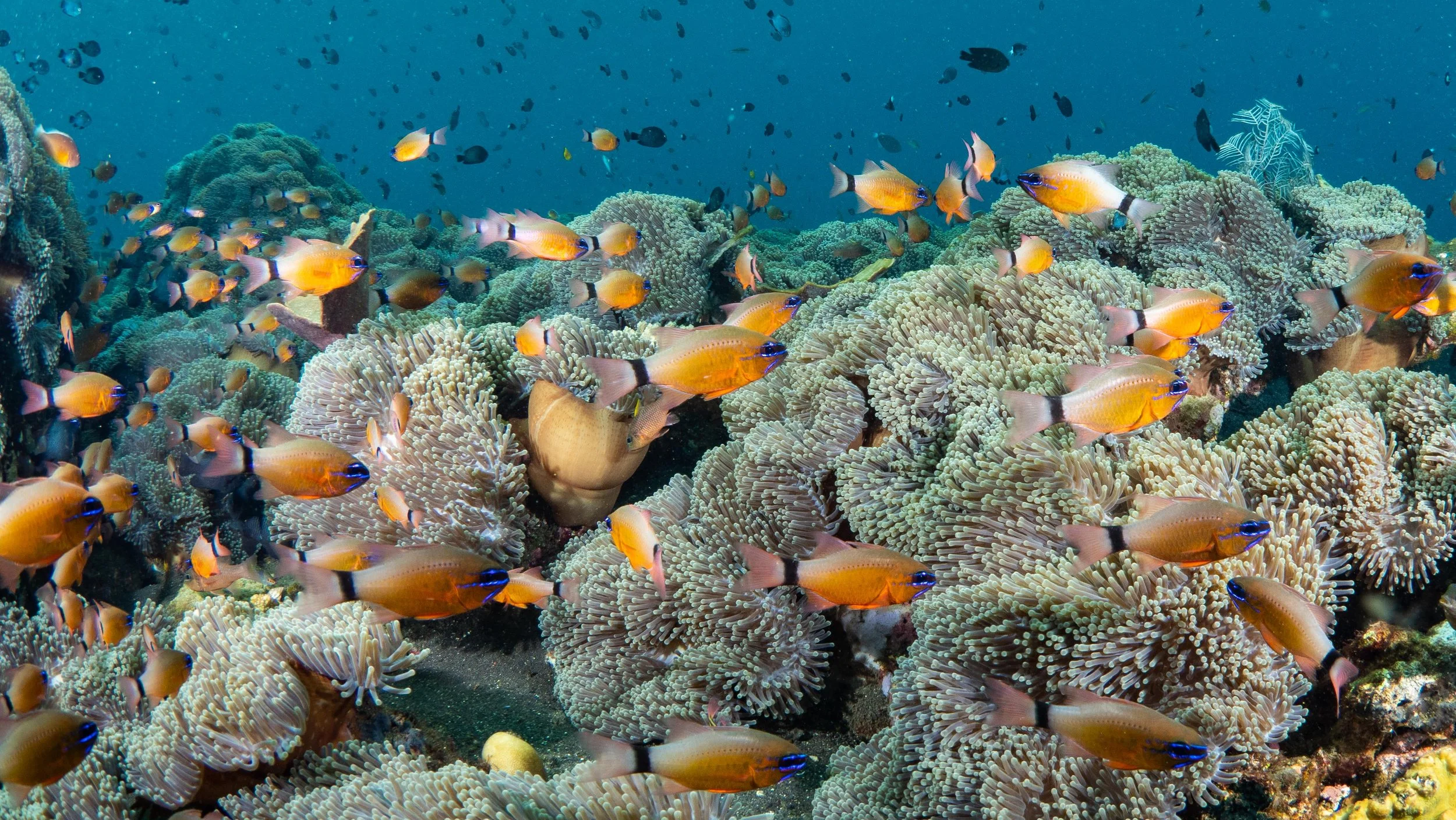 Reefs are vital to the marine ecosystem, providing structure, protection, and a substrate for underwater life.