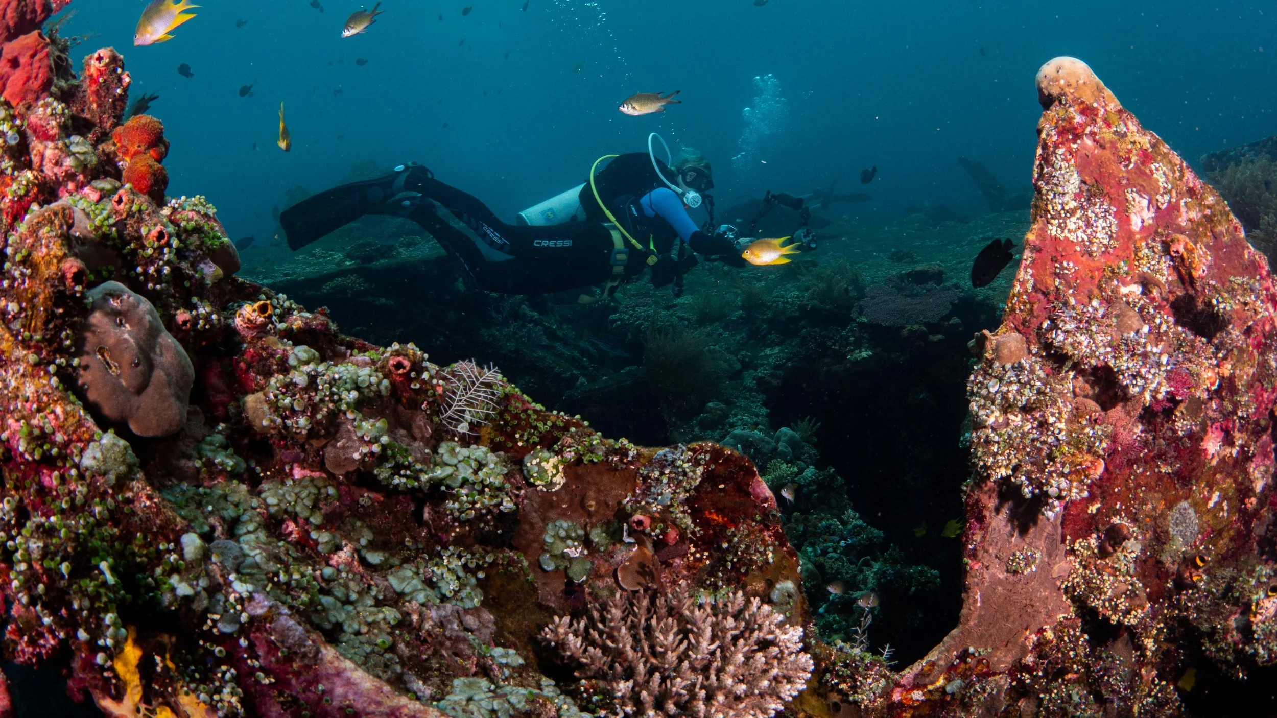 Having been underwater for over 60 years, the Liberty is also home to a pretty impressive artificial reef itself by now. Corals and algae encrust the wreck, giving it new life and purpose. And with 4 new artificial reefs nearby, the wreck gets a litt