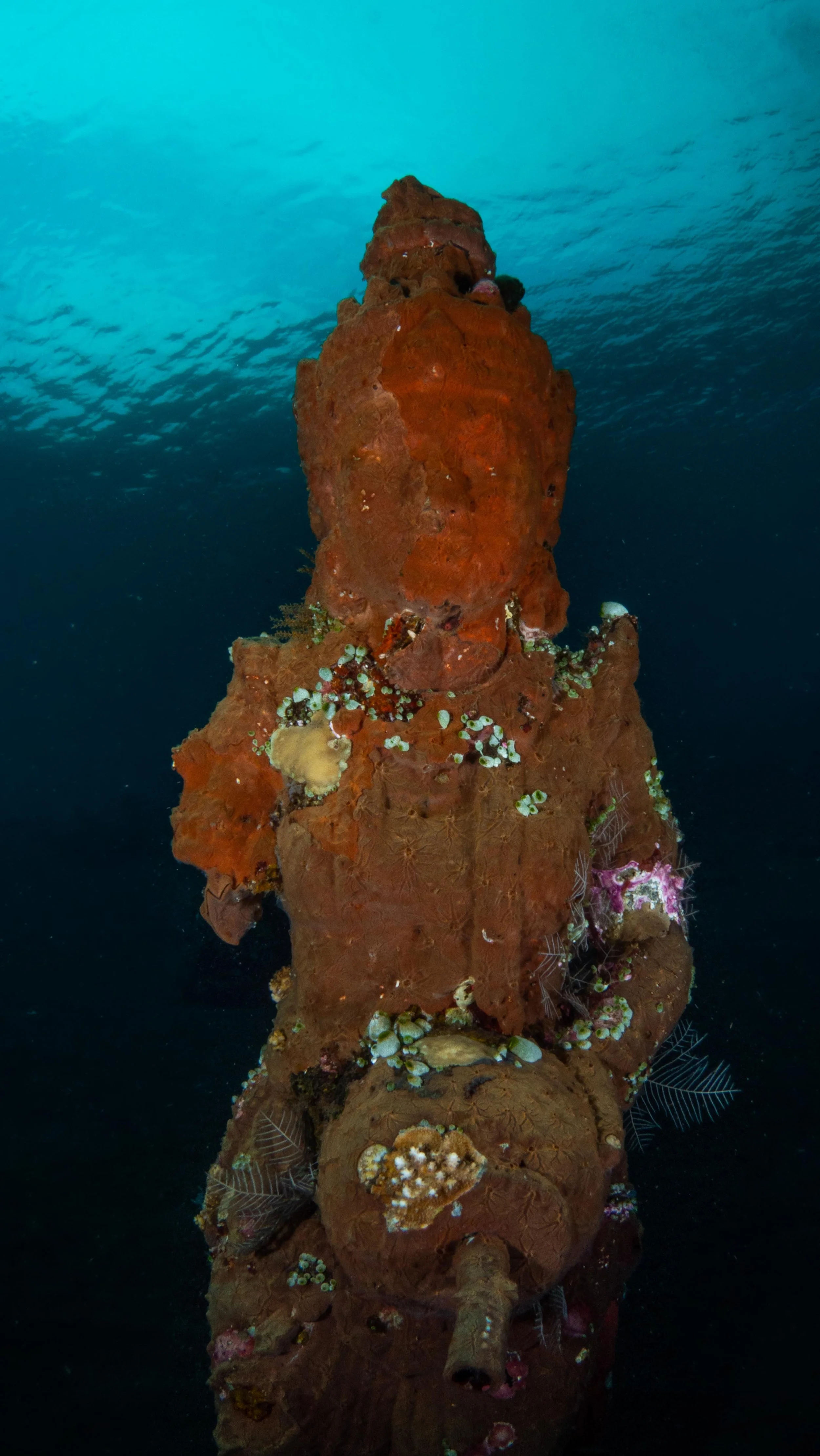The Tulamben Dive Guide Organization has even been successful in putting in 4 artificial reefs. These stone and concrete formations are made with the hopes that marine life will overtake them and use them for a new home, boosting the marine biodivers