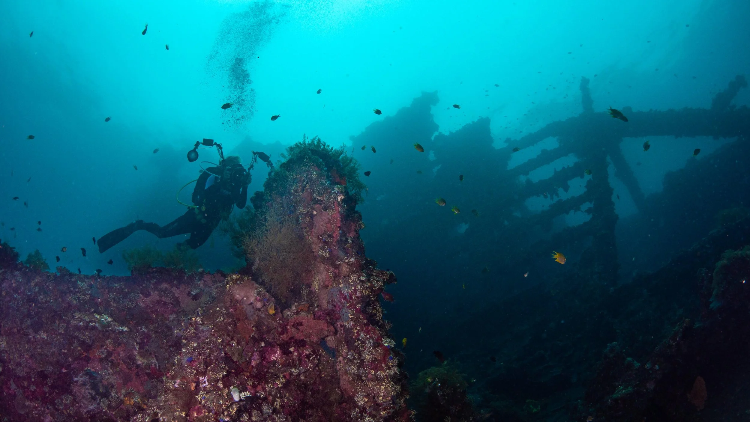 In Tulamben, the USAT Liberty ship wreck is one of the most popular wreck dives in the world. A 2013 survey by the Coral Reefs Alliance projected over 44,500 tourist and scuba divers to visit Tulamben and the Liberty.