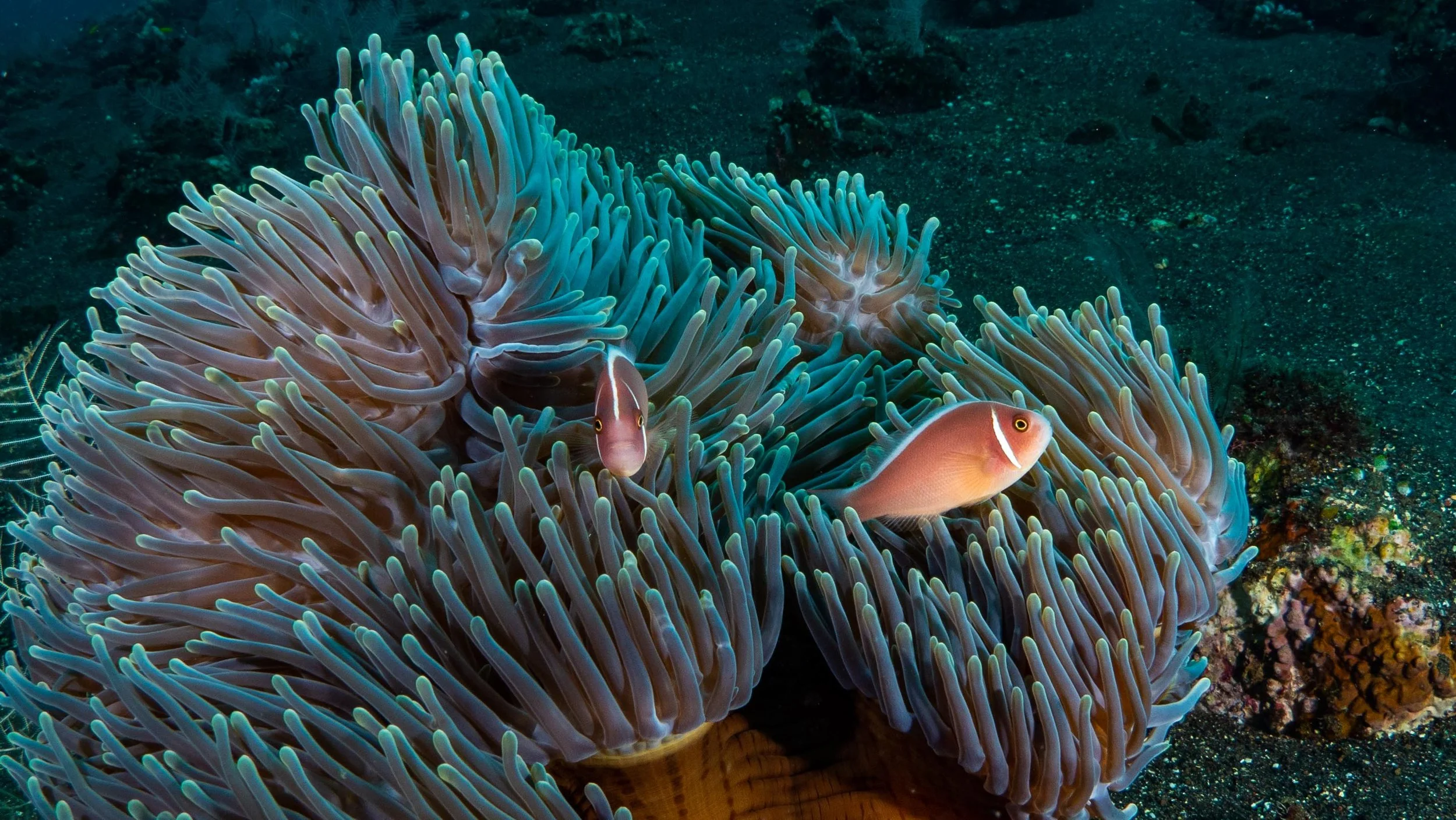Open sandy bottoms are often devoid of life but if there is a hard substrate nearby, those sandy patches can fill in with life. These anemones are home to pink anemone fish (Amphiprion perideraion).