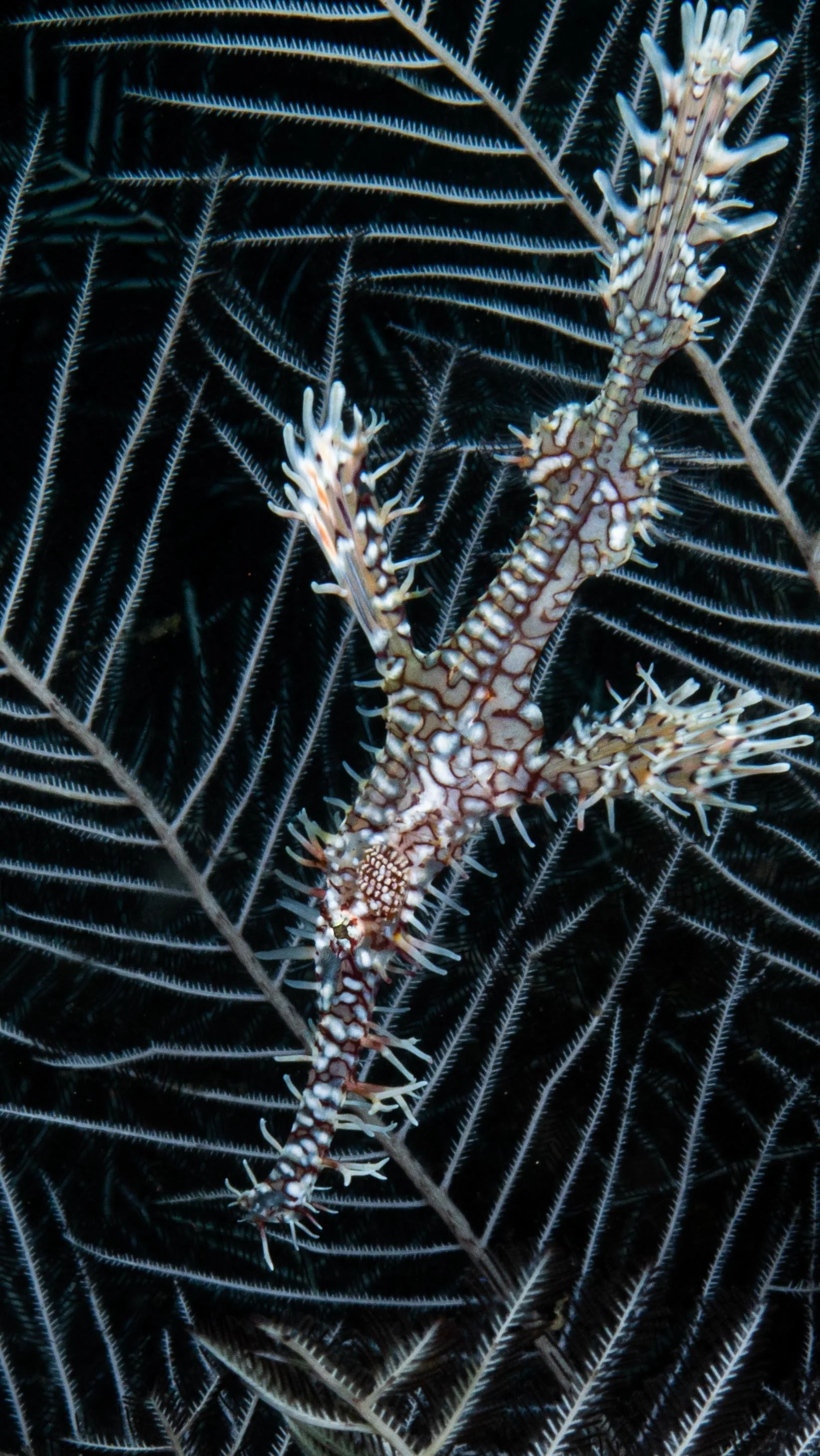 The artificial reefs create substrate for hydroids to live on and, in turn, the hydroids are perfect camouflage for the well hidden ghost pipe fish (Solenostomus paradoxus).