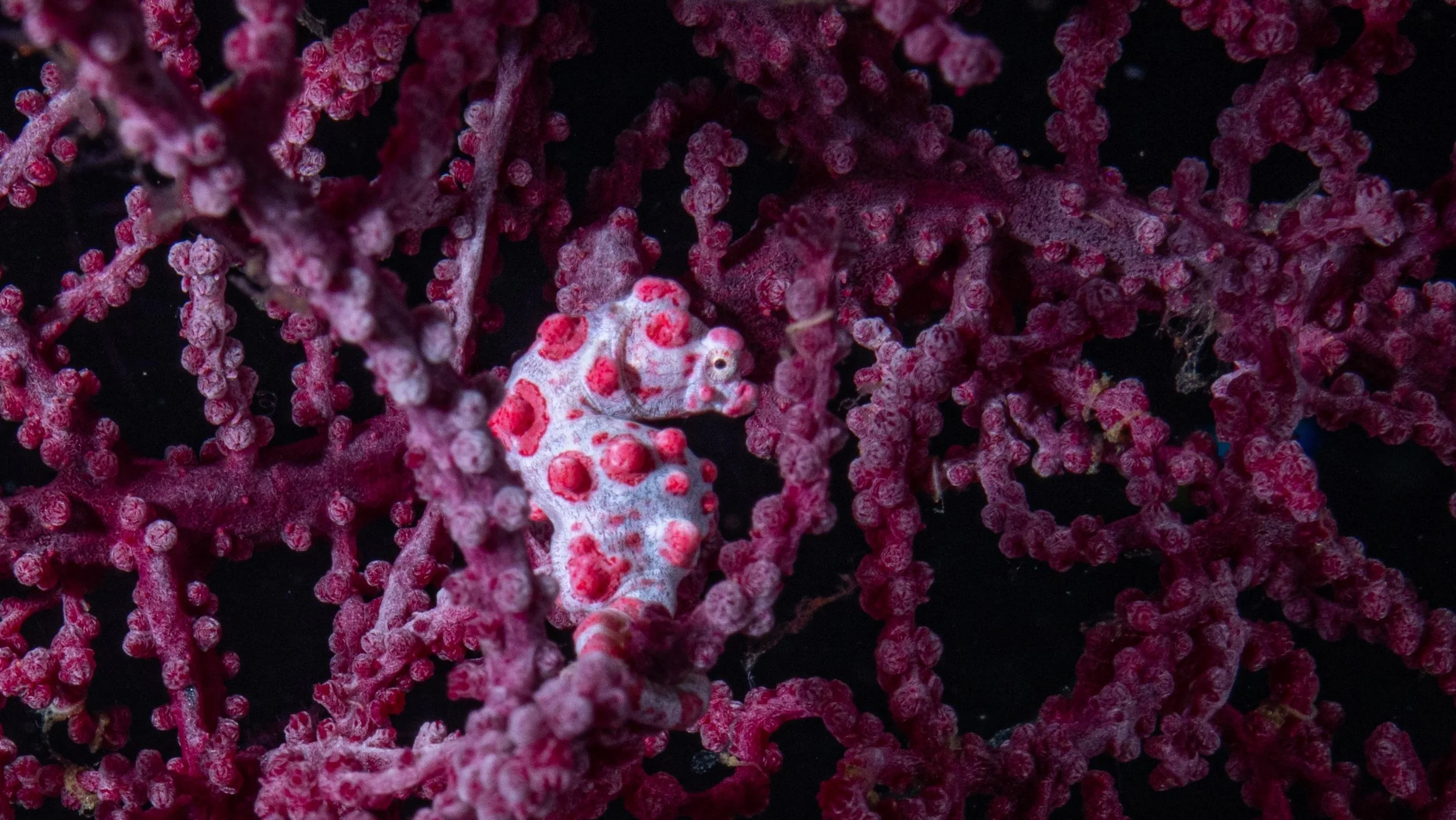 Some sites are even home to the ever-sought after Pygmy Sea Horse (Hippocampus bargibanti). Hard to find due to its fantastic camouflage and small size- less than an inch tall. 