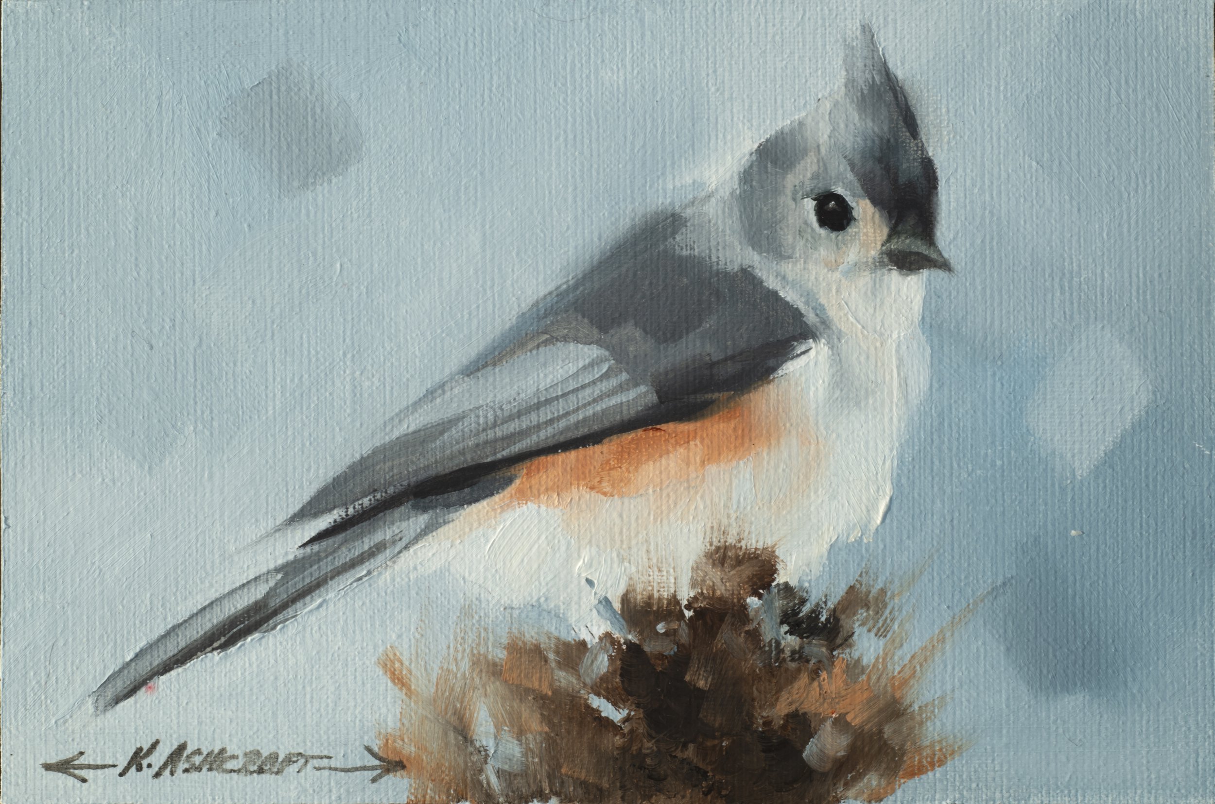 Tufted Titmouse-Landed
