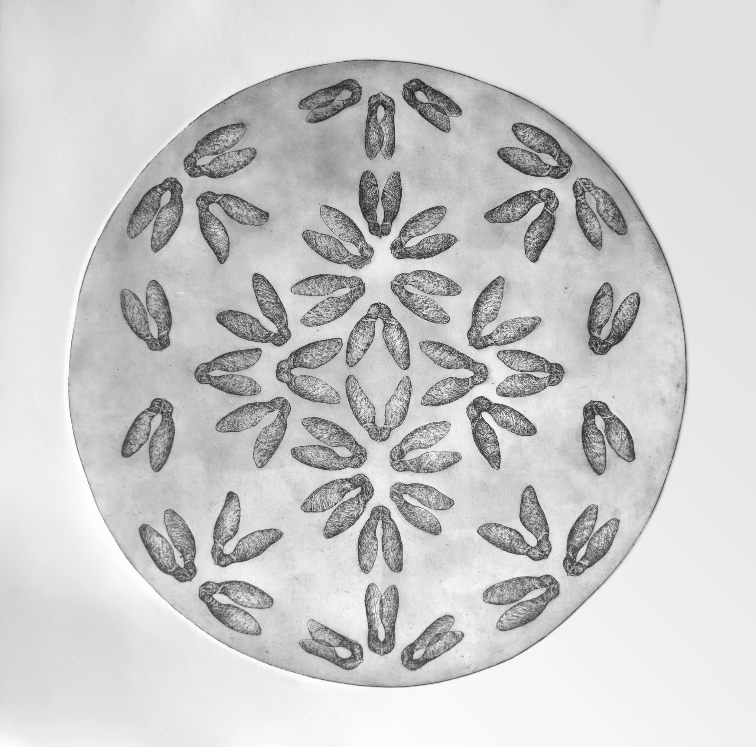 Untitled, Maple Seeds