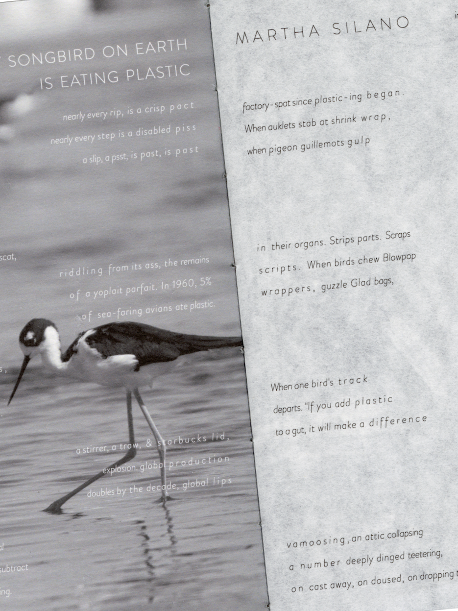 Black-necked Stilts in Los Angeles - Living in Plain Sight