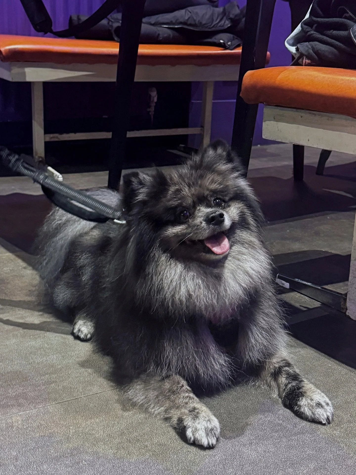 We can confirm he is not AI he is indeed a real dog

#switch #switchsouthend #thatgamesbar #tablegames #boardgames #smallbusiness #supportsmallbusiness #handmade #coffee #studentdiscount #shoplocal #shopsmall #smallbusinessowner #entrepreneur #suppor