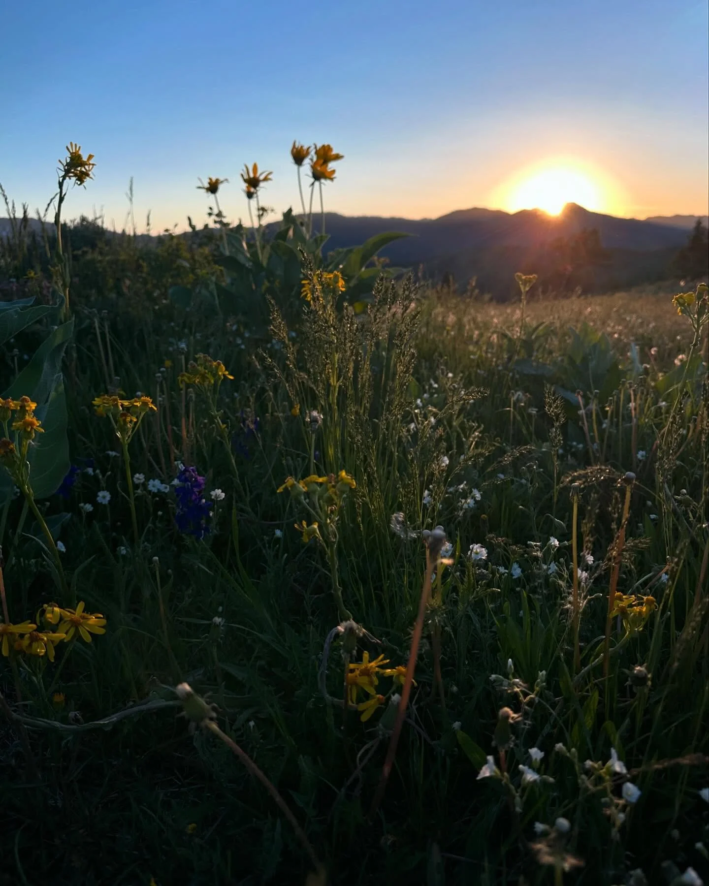 The perfect late spring evening in Teton Valley: golden hour wildflowers (yay they&rsquo;re starting to bloom!!), sunset over peaks, alpenglow, the moon, birds, a breeze that&rsquo;s hinting at the summer to come, the best doggos, and amazing humans!