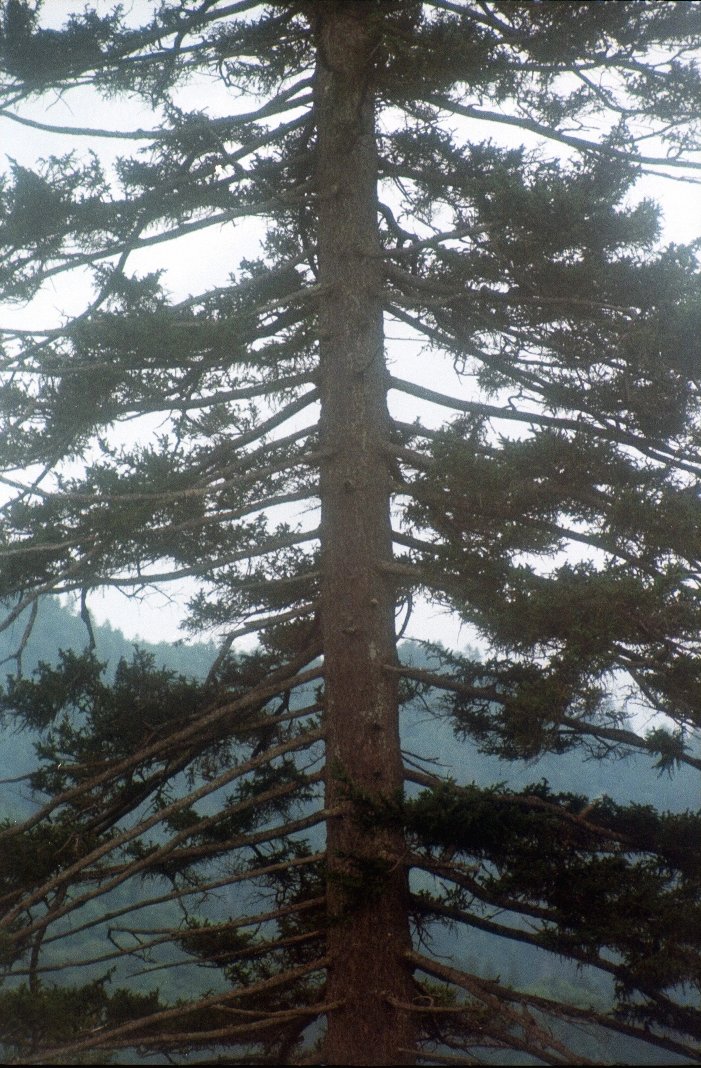 Great Smokies