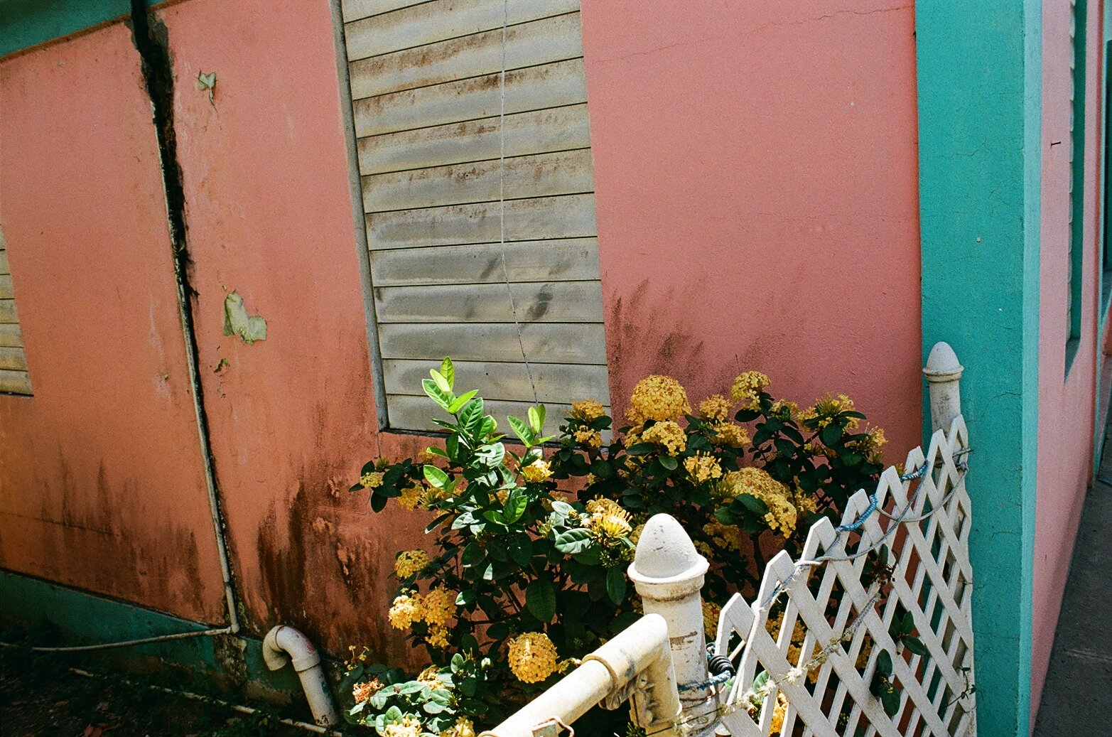 puerto-rico-pink-flowers-film.JPG