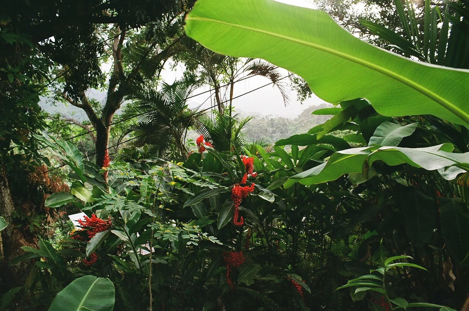 puerto-rico-greenery-film.JPG