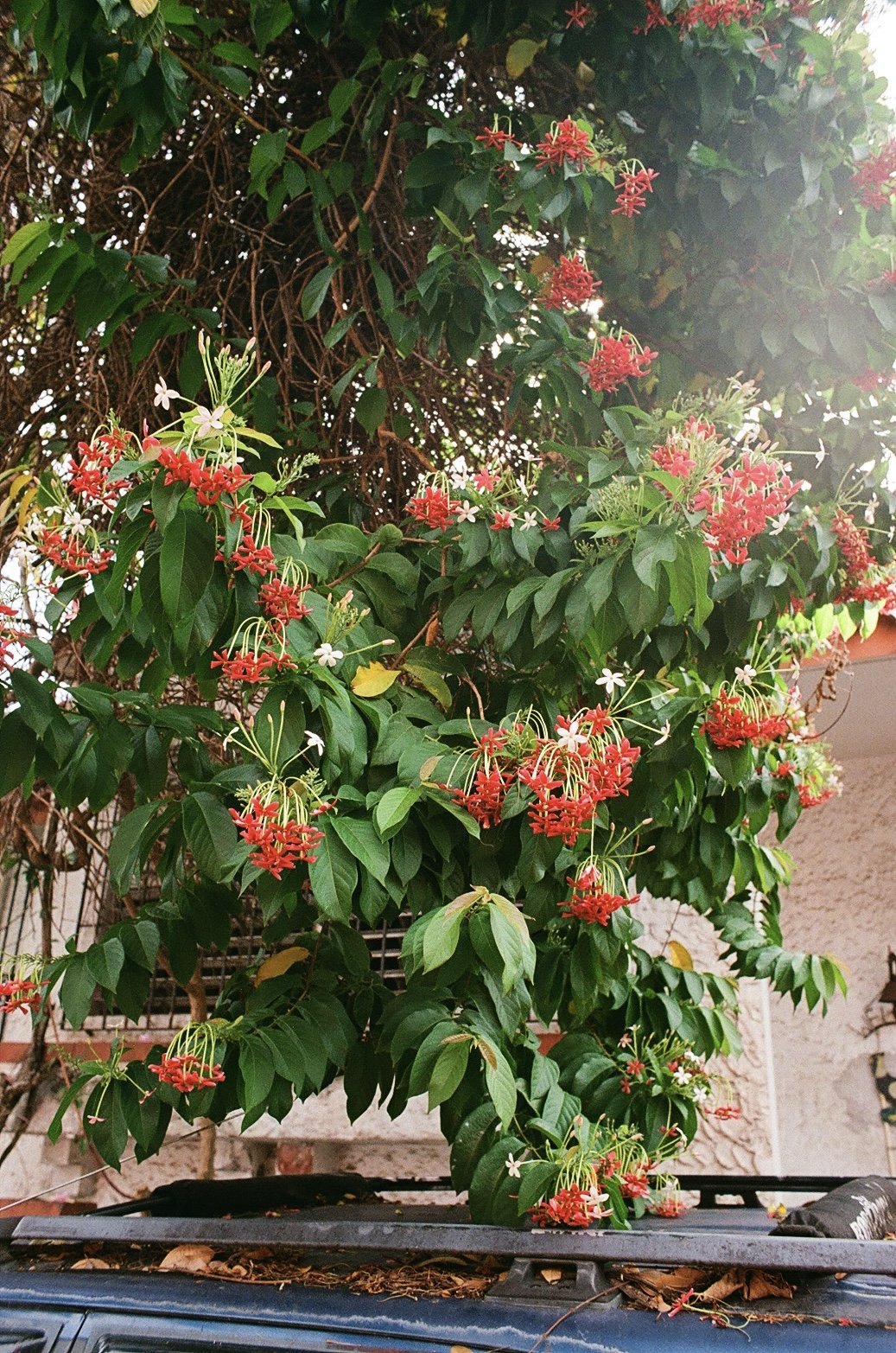 puerto-rico-vibrant-flowers-film.jpg