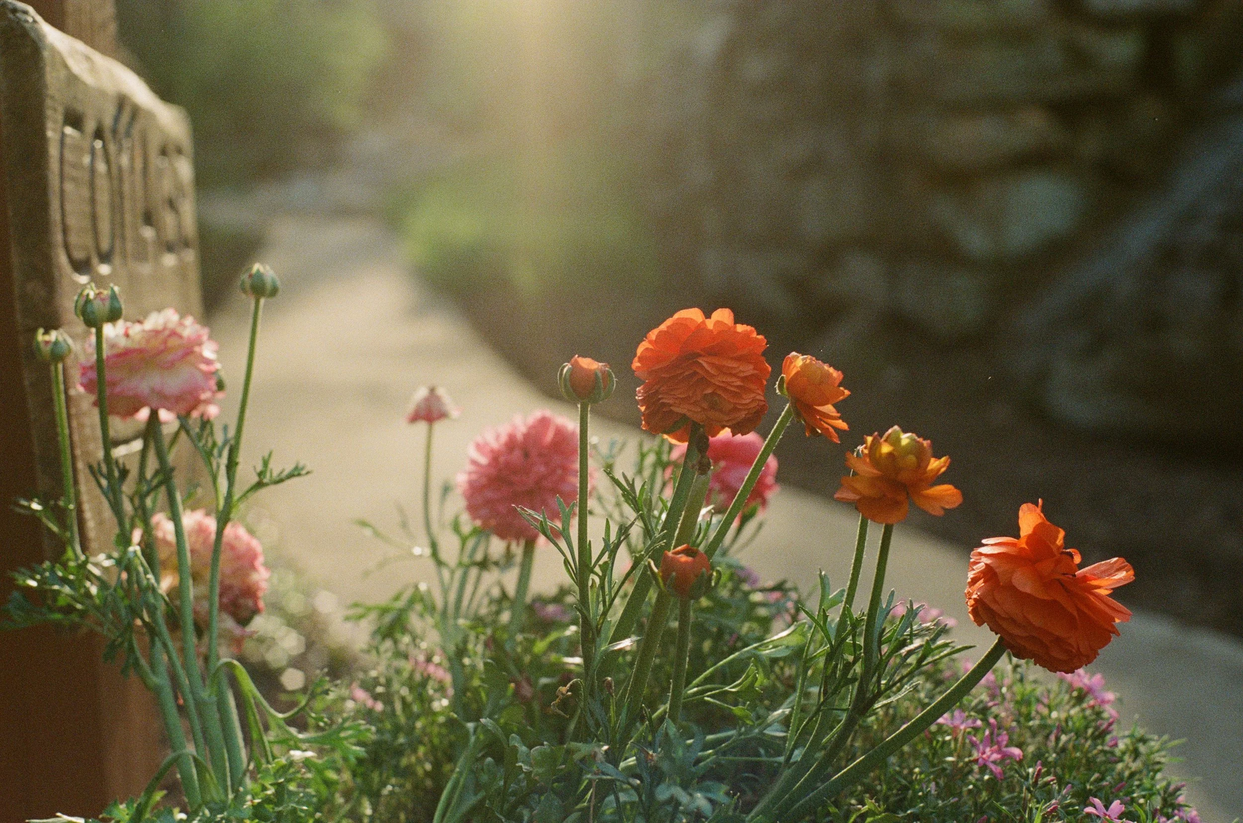 colorful tulips at laughing waters venue in gerton north carolina