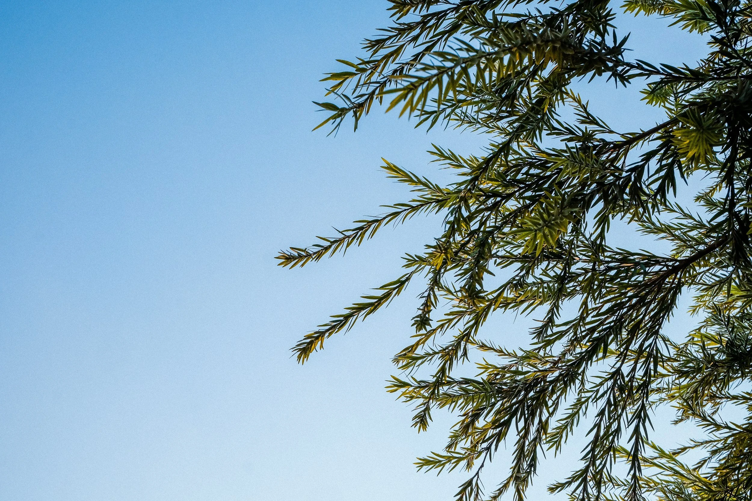 green pine branches, against blue sky