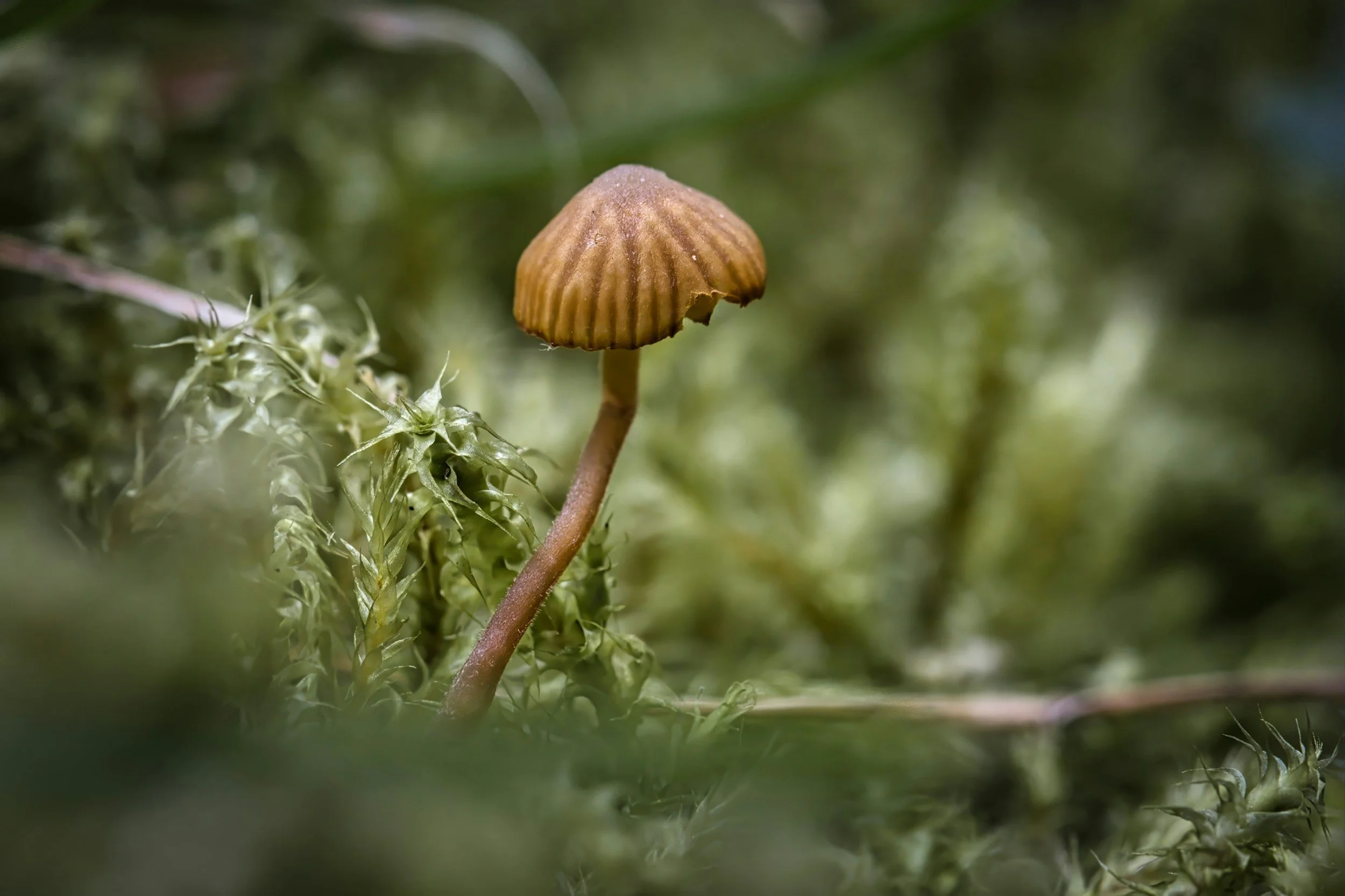 The Brain on Psychedelic Medicines: Myths &amp; Facts