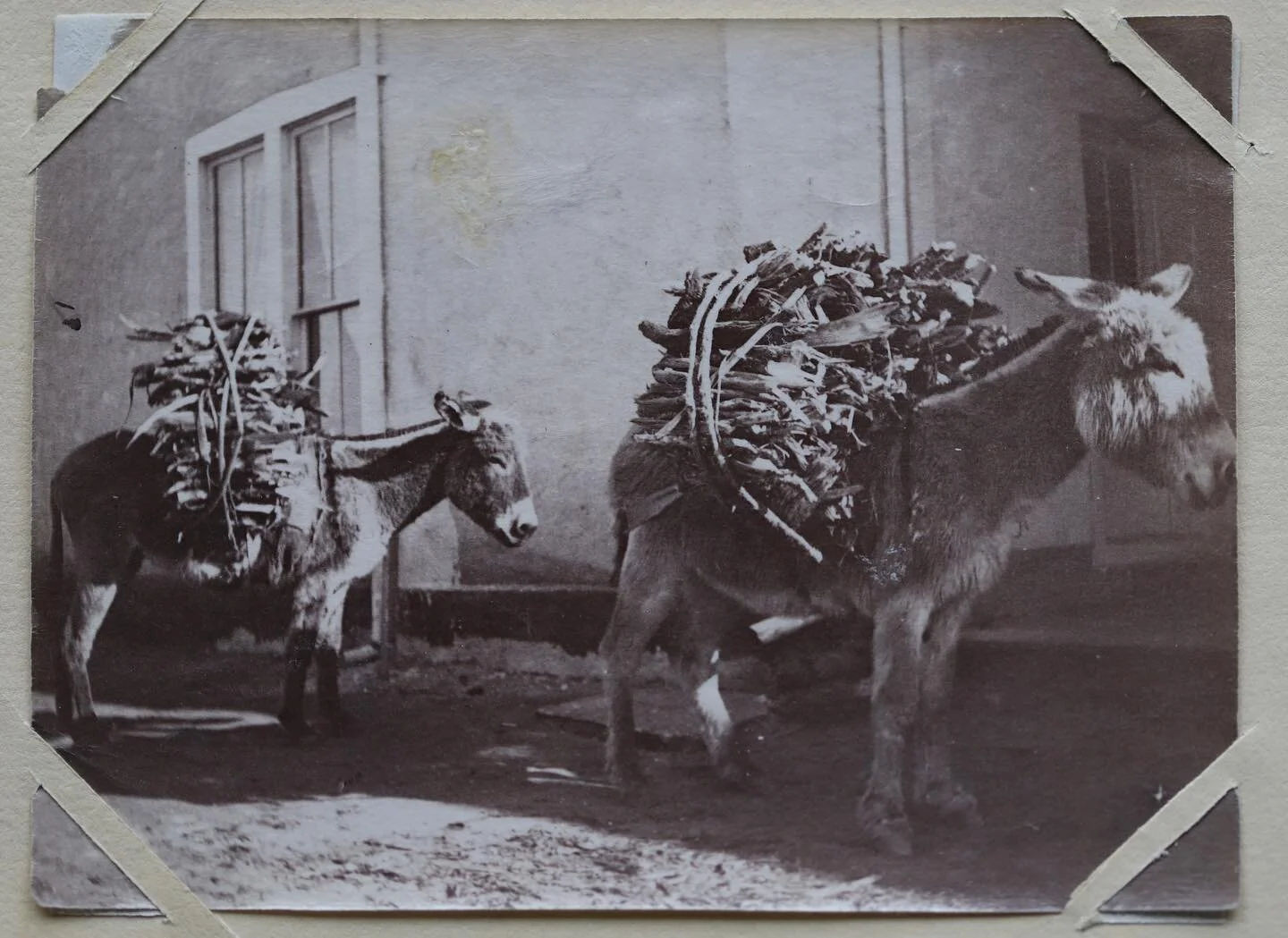 Eva Scott Fenyes took this photo in 1891.  She was a compulsive photographer, and the Fenyes-Curtin-Paloheimo collections (at the Acequia Madre House) offer an incredible look back in time to turn of the century Santa Fe. 

But Eva was also a talente