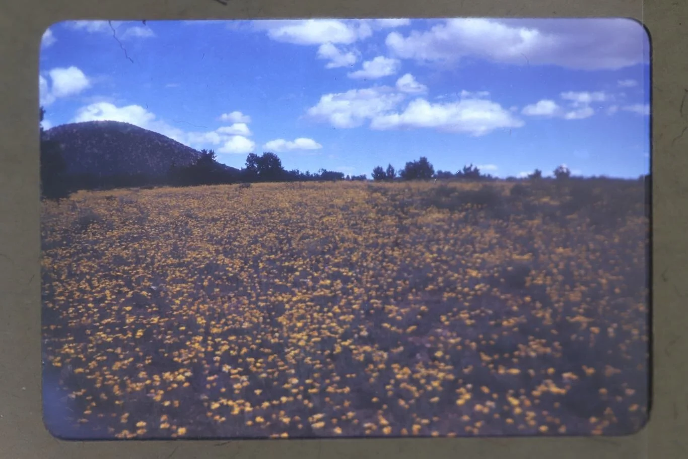 A collection of slides from the 1940&rsquo;s. 

Likely taken by Leonora Curtin.  Courtesy of the Fenyes-Curtin-Paloheimo collection at the Acequia Madre House. 

#santafenewmexico #landscape #1940s #vintagephotography #slides #flowers #meadow #santaf