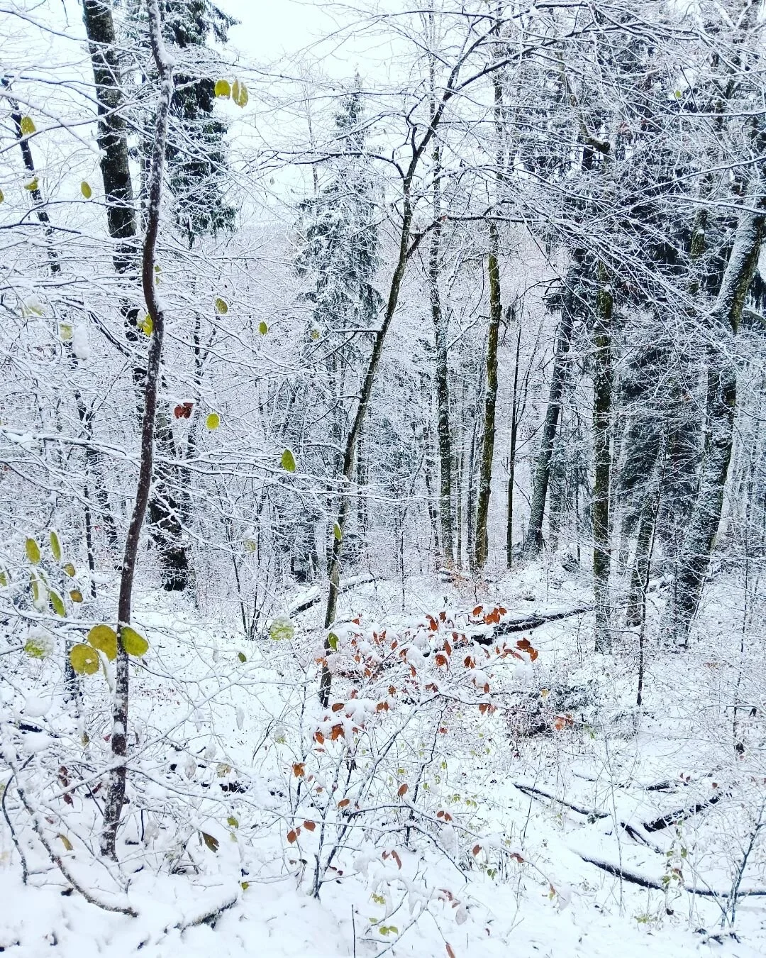 Early winter woods. Calm, tender and beautiful.
This forest is my running ground. I know all its moods and seasons. It can be dark and gloomy, or bright and open like today. I adore all its facets like a loved one. It is wild and free.
.
.
.
.
.
#the