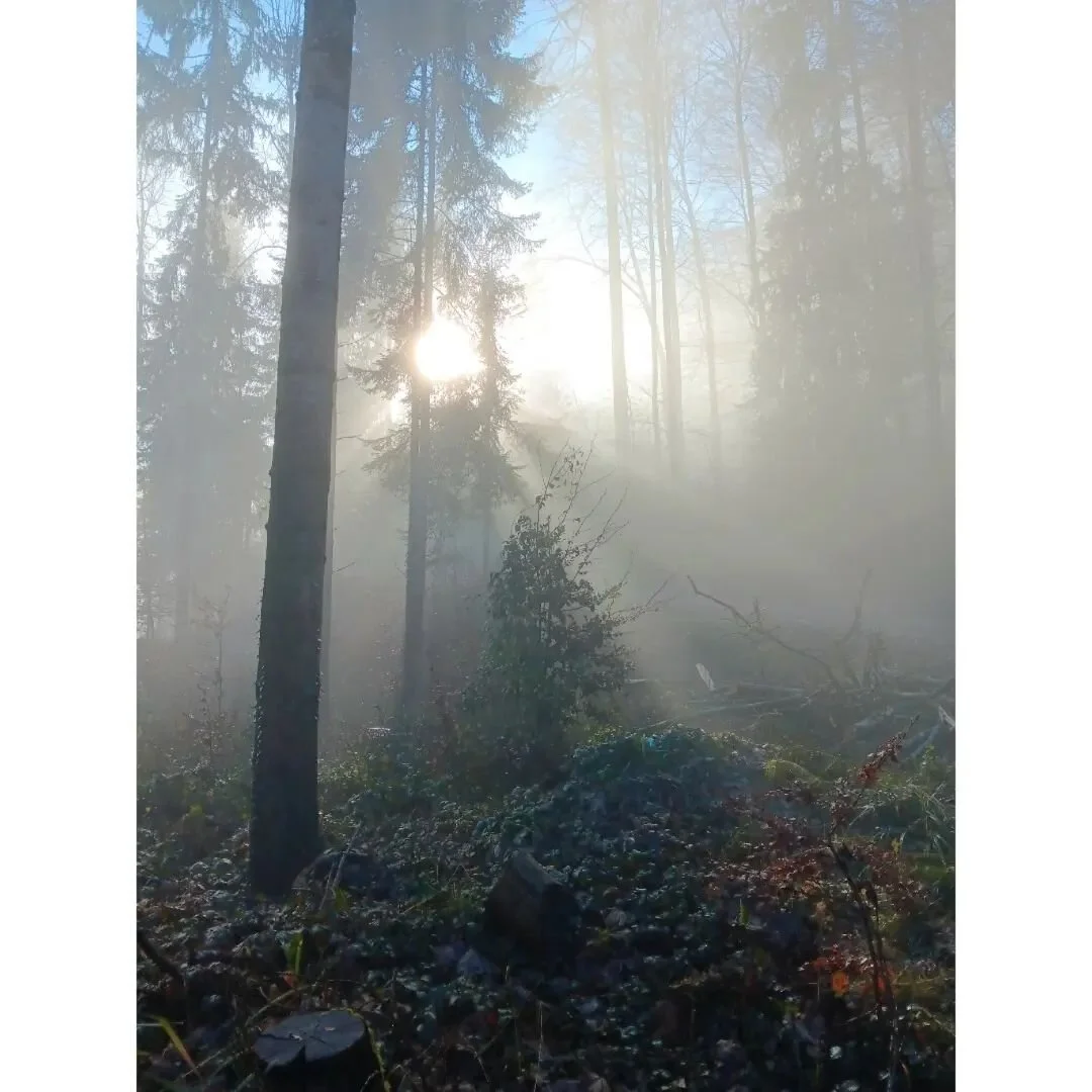Dreamy trails &amp; pretty light...
Blissy Saturday long run 🫠
.
.
.
.
.
.
#allwindsrunning #swissathletics #runnershigh #naturerunning #trailrunning #swisstrailrunning #bodymindisone #natureispoetry #naturephotography #intuitiverunning #runningcoac