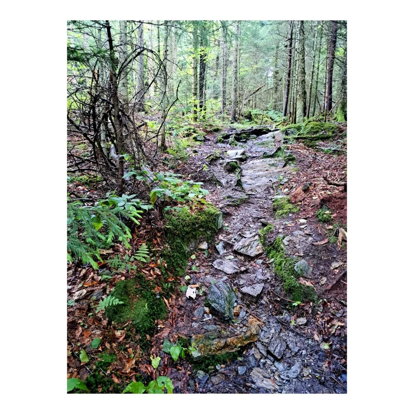 Trail running in Vermont - snaking through a green tunnel that is muddy,  rocky and raw. 
As I make my way through slow miles of slippery roots, river beds and rainy forests, I remember again why I love running - being able to roam free in nature, co