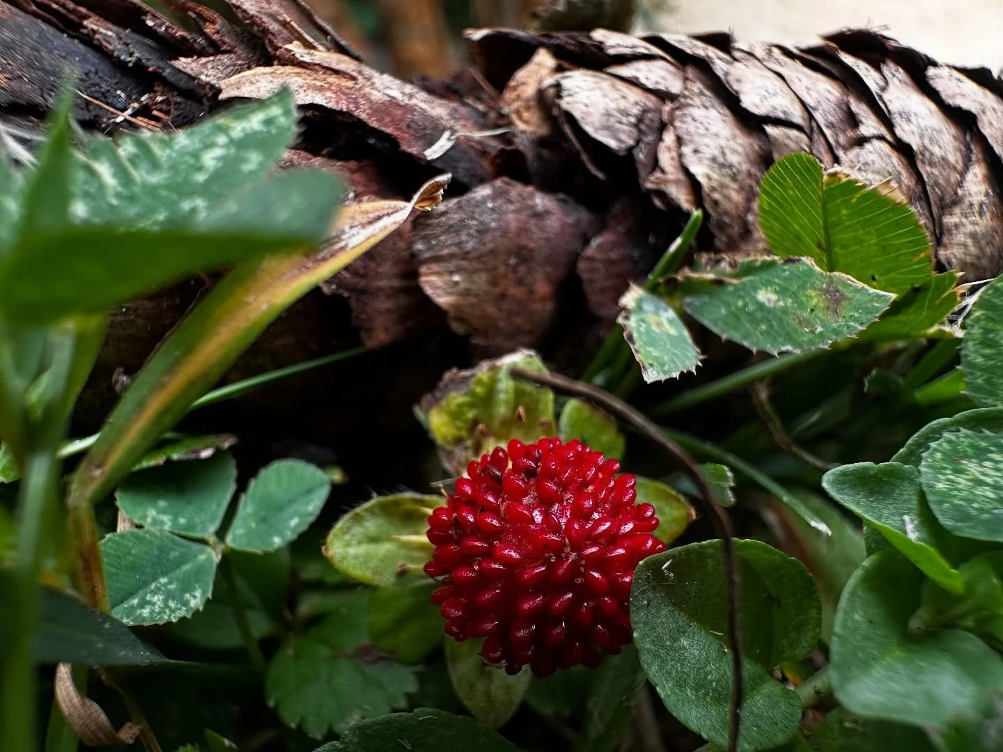 This last week has been full of family and nature 🌳🍃💚🧑&zwj;🧑&zwj;🧒&zwj;🧒 we really enjoyed capturing Mother Nature&rsquo;s beauty 🥰🙏🏻 

@souzaoboe 
@marcia_neville 

#nature #nature_obsession #familytime #macrophotographylove