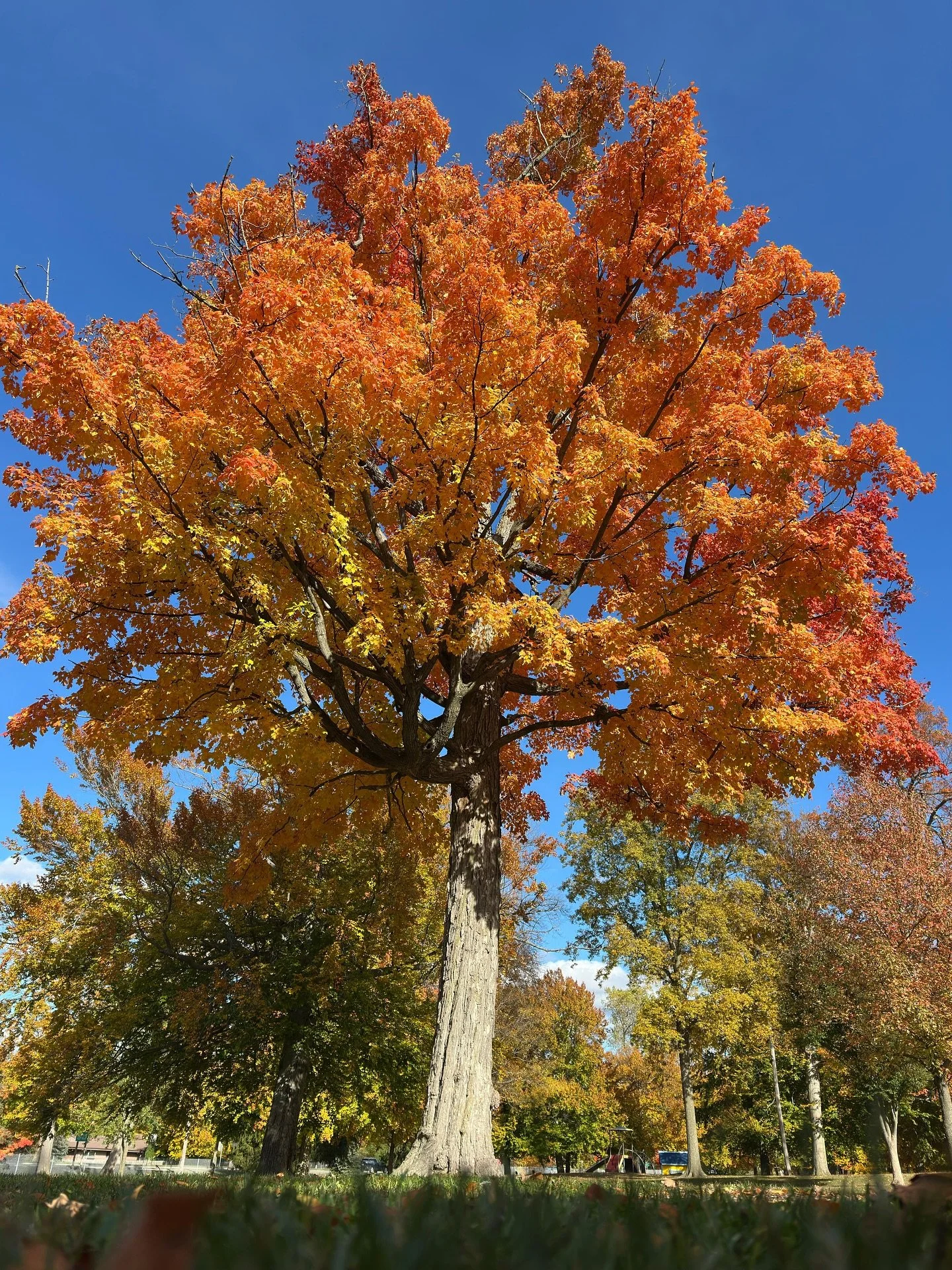 I love how Hugo sees the world.
📸 @souzaoboe