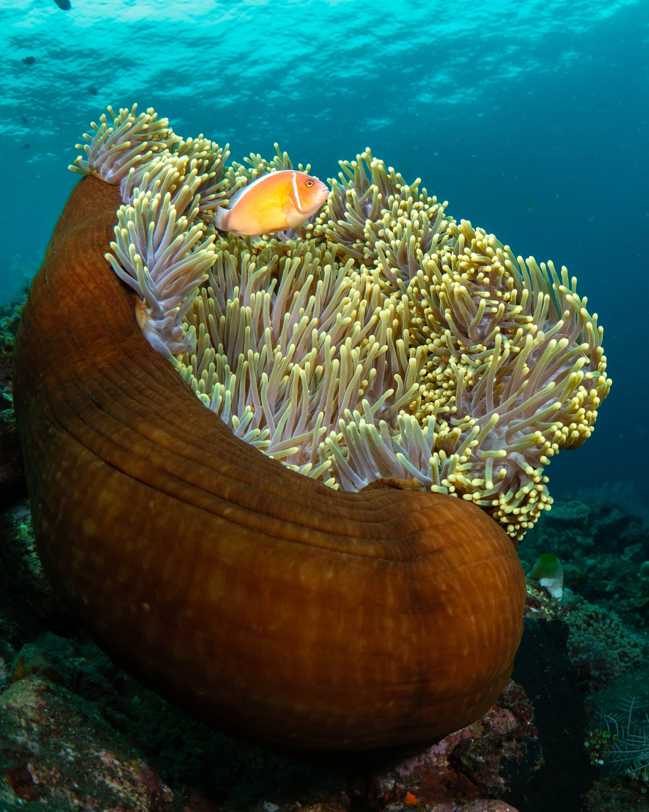 P1011440-2.jpg