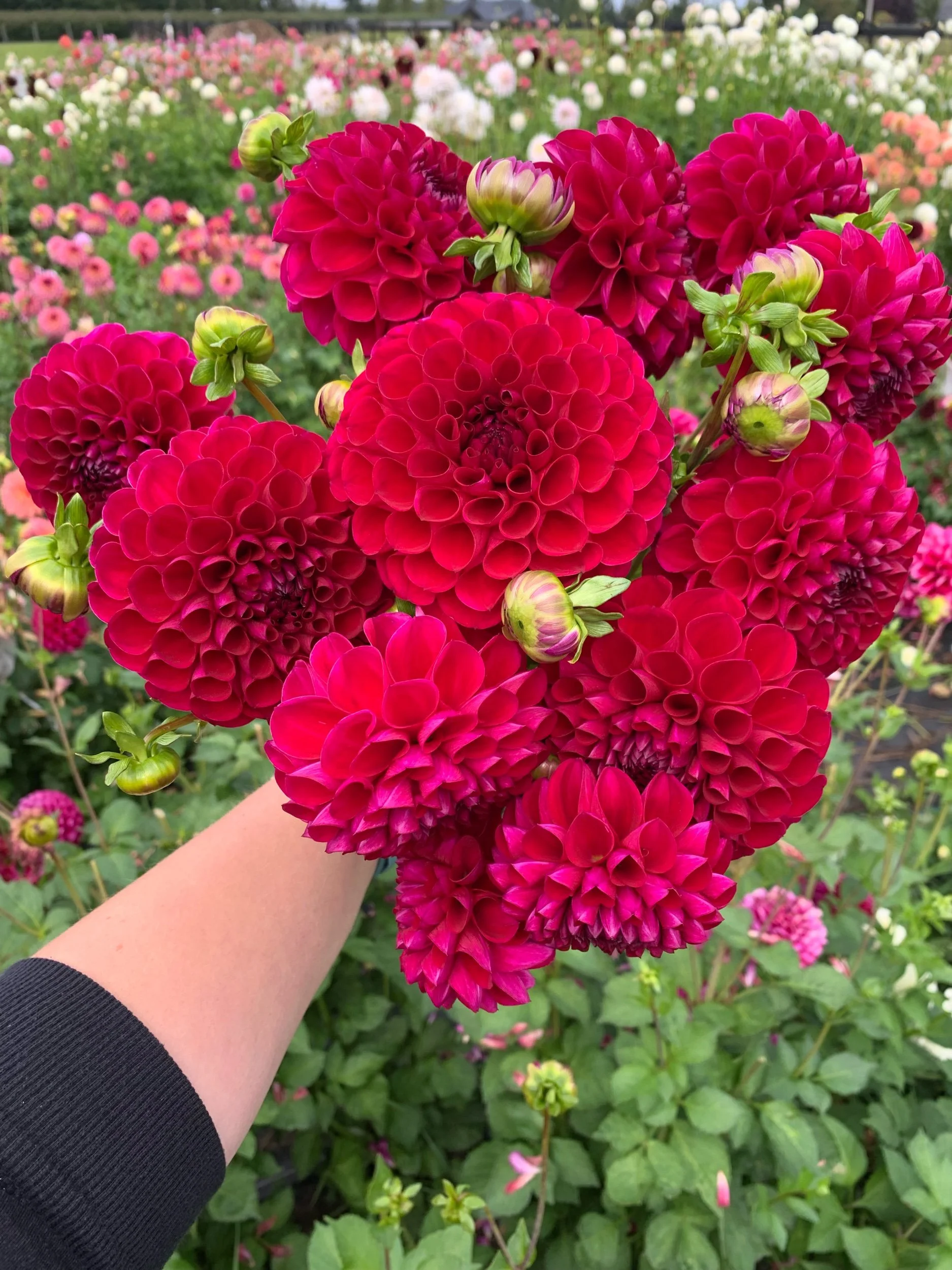 AC White Rabbit Solid